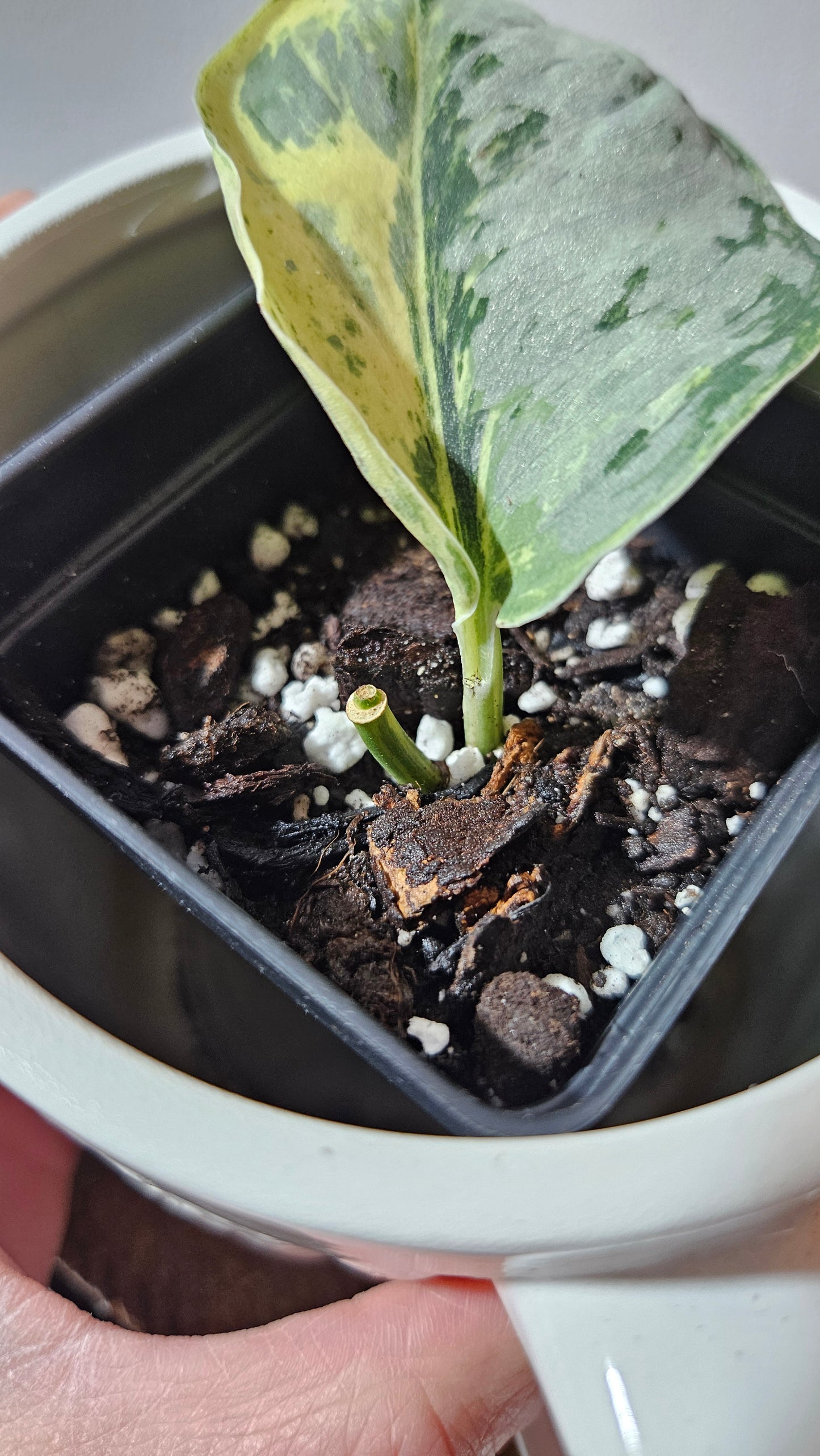 Scindapsus Peasun (SCI-1061)