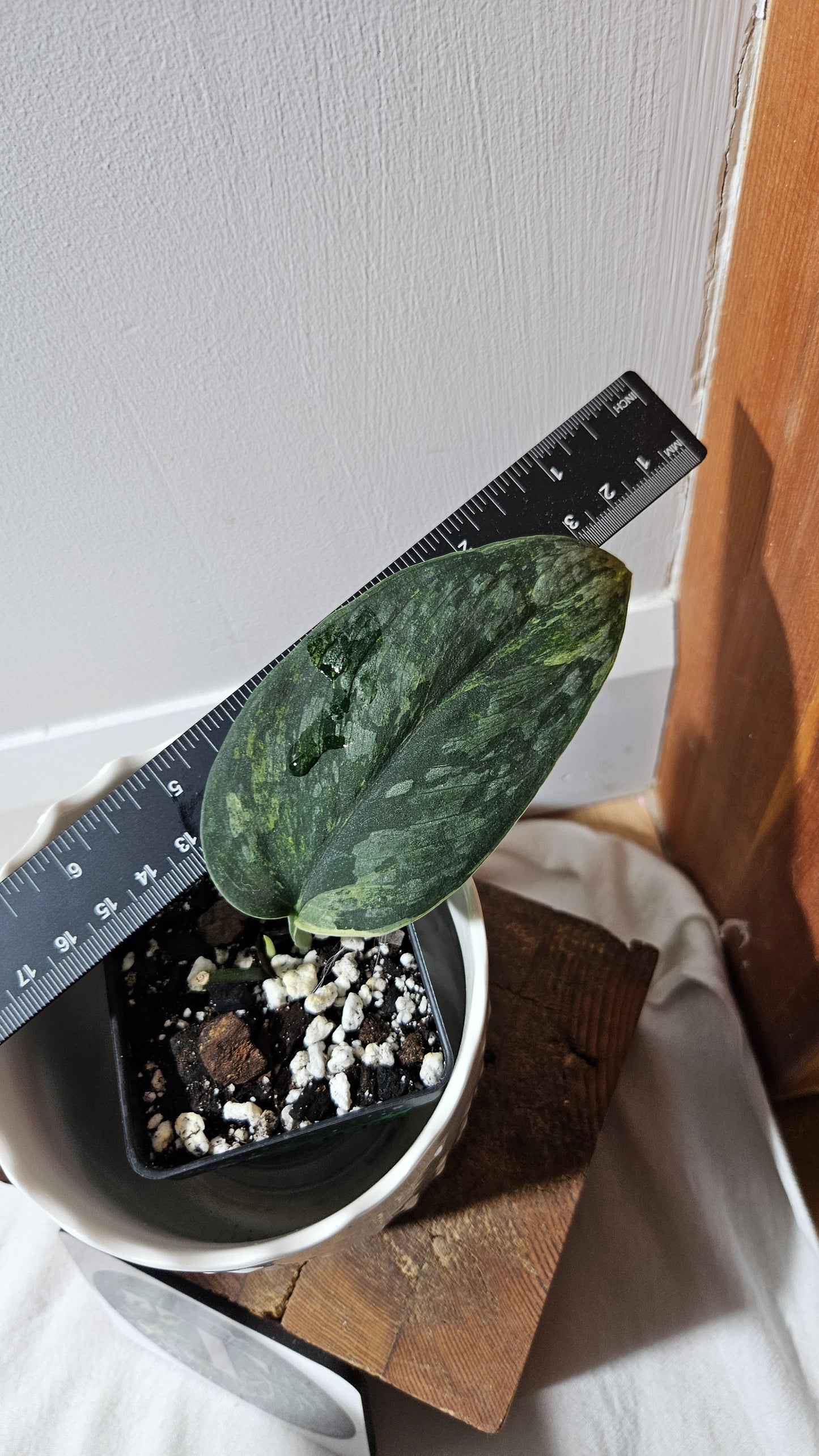 Scindapsus Silver Splash Dark Variegata (SCI-759)