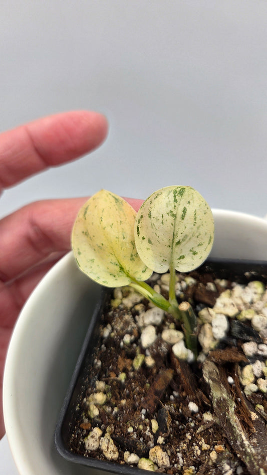 Scindapsus Blue Splash Variegata (SCI-1455)