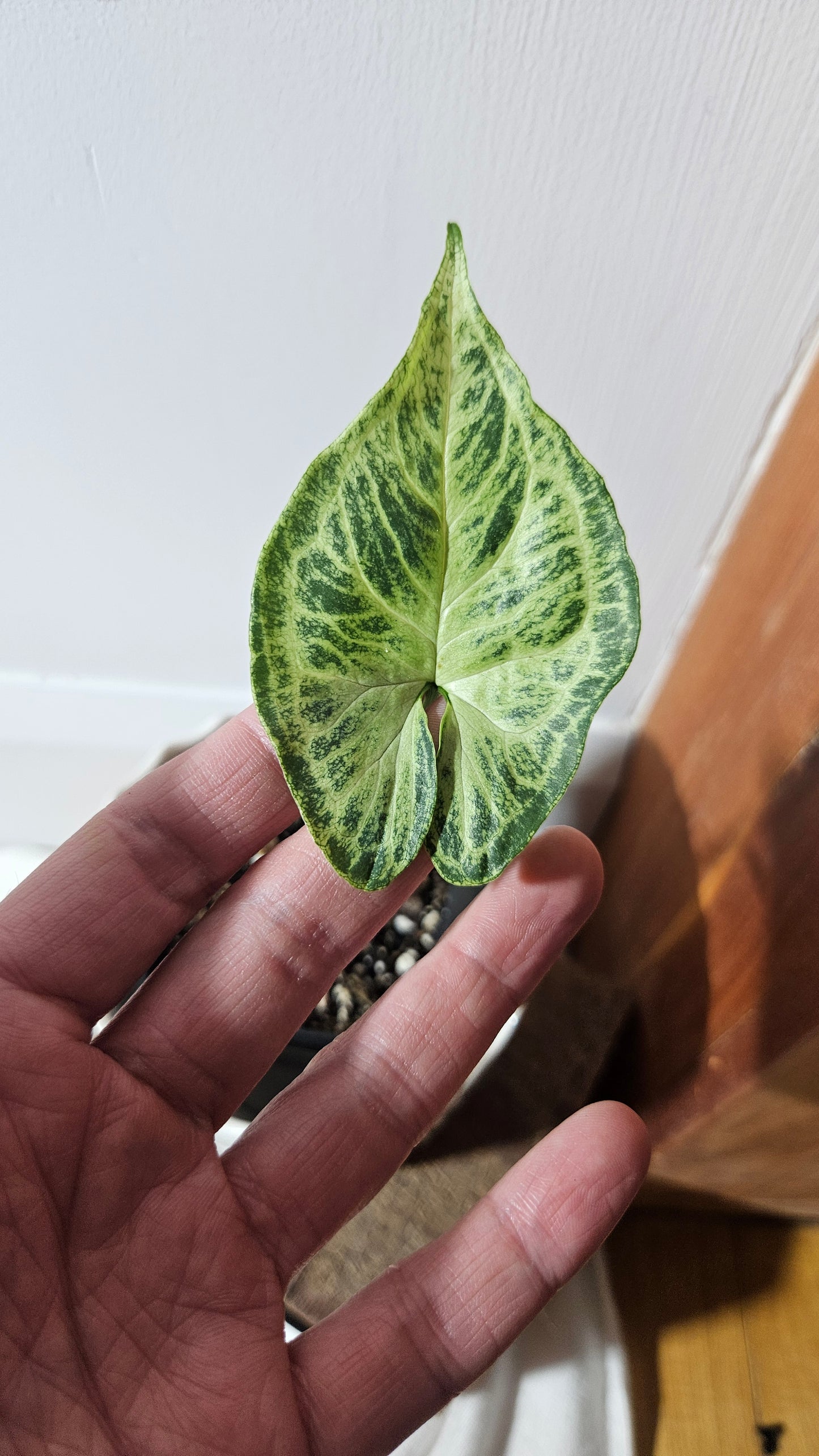 Syngonium Batik (SYN-415)