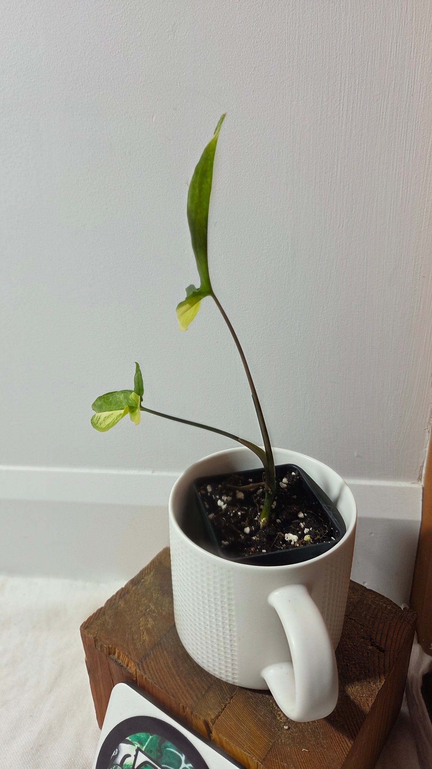 Syngonium Angustatum Albo (SYN-493)