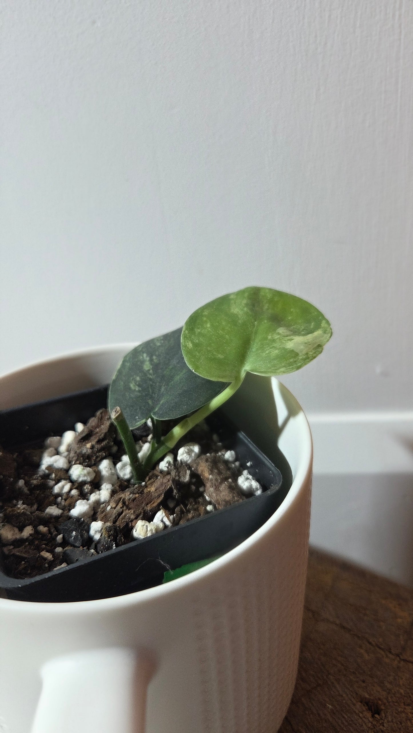 Scindapsus Dark satin Tricolore (SCI-1371)