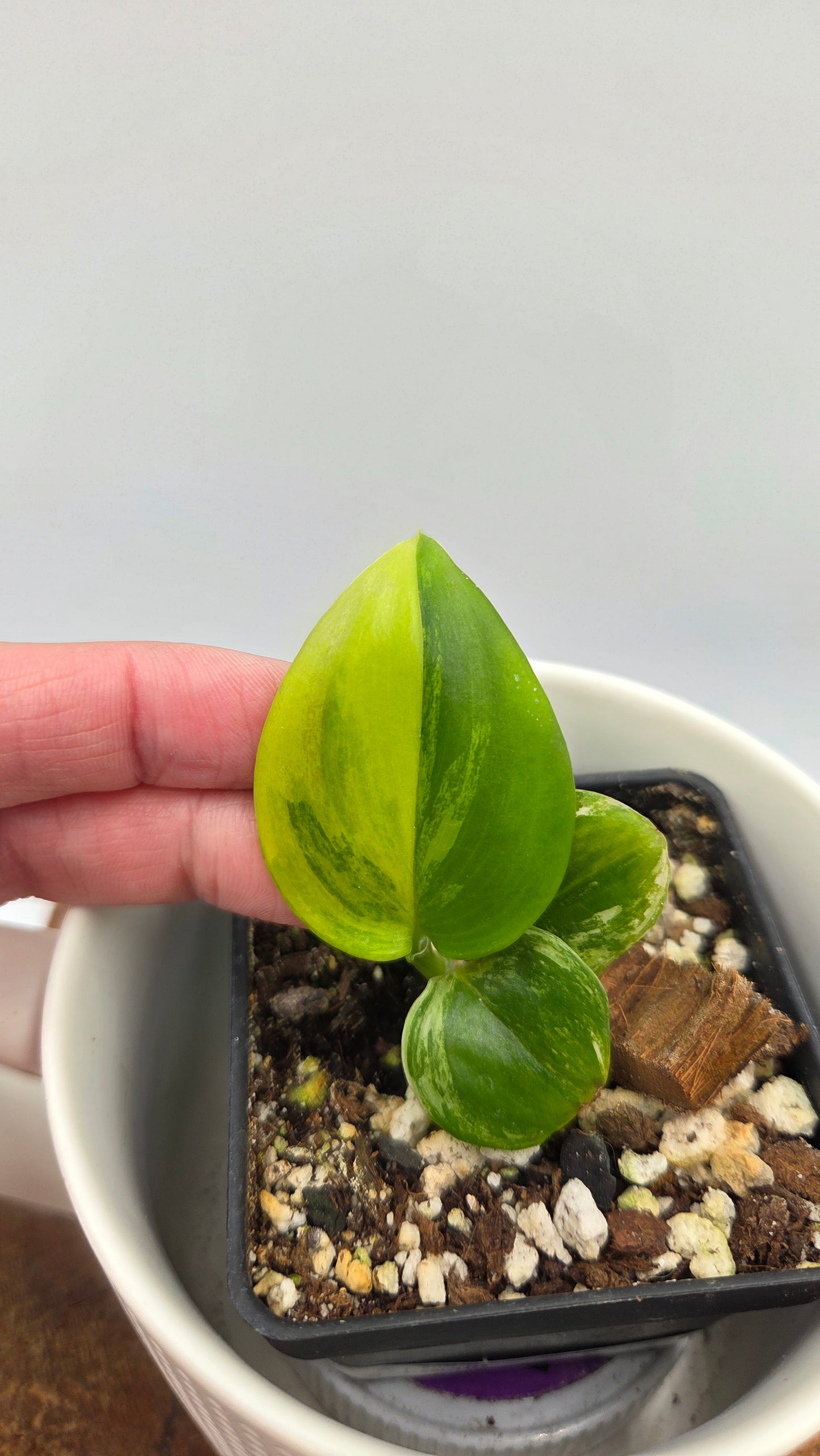Scindapsus Moonlight Yellow (SCI-1450)