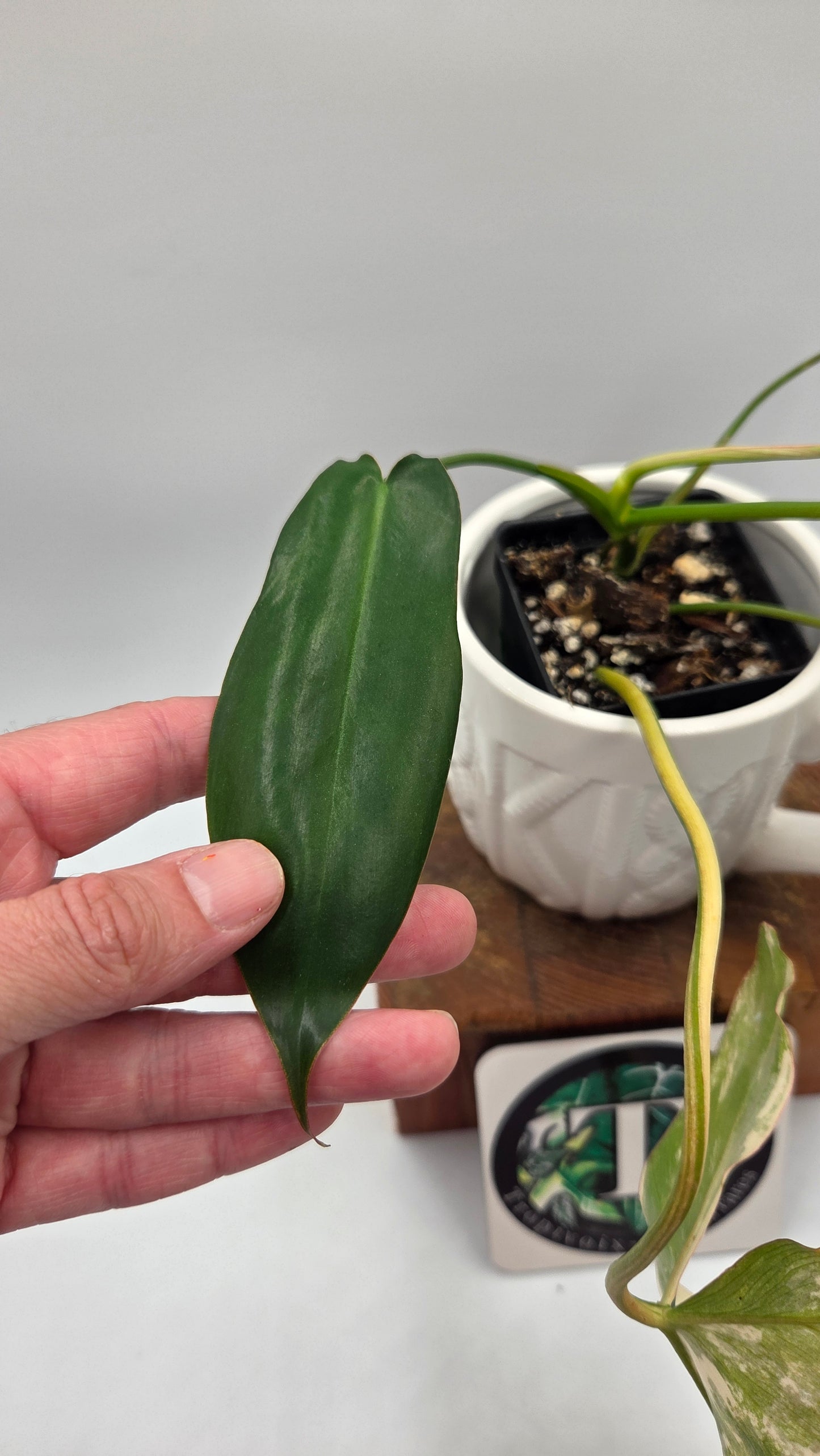 Philodendron Paradise Beauty (FloridaBeautyXParaiso Verde)(PHI-1025)
