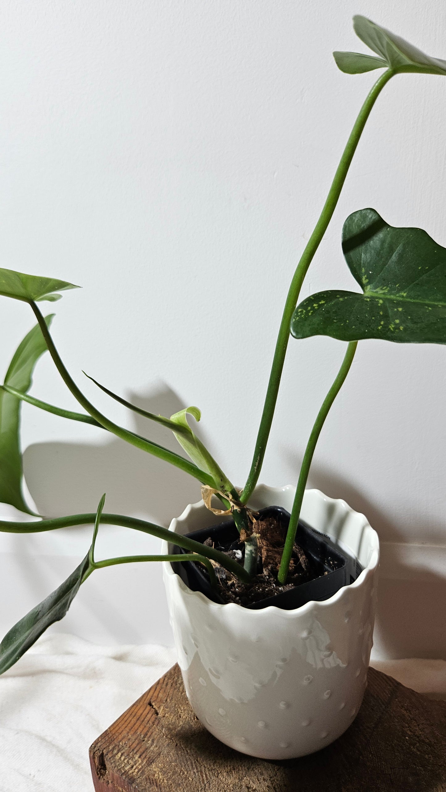 Philodendron Golden Dragon (PHI-593)