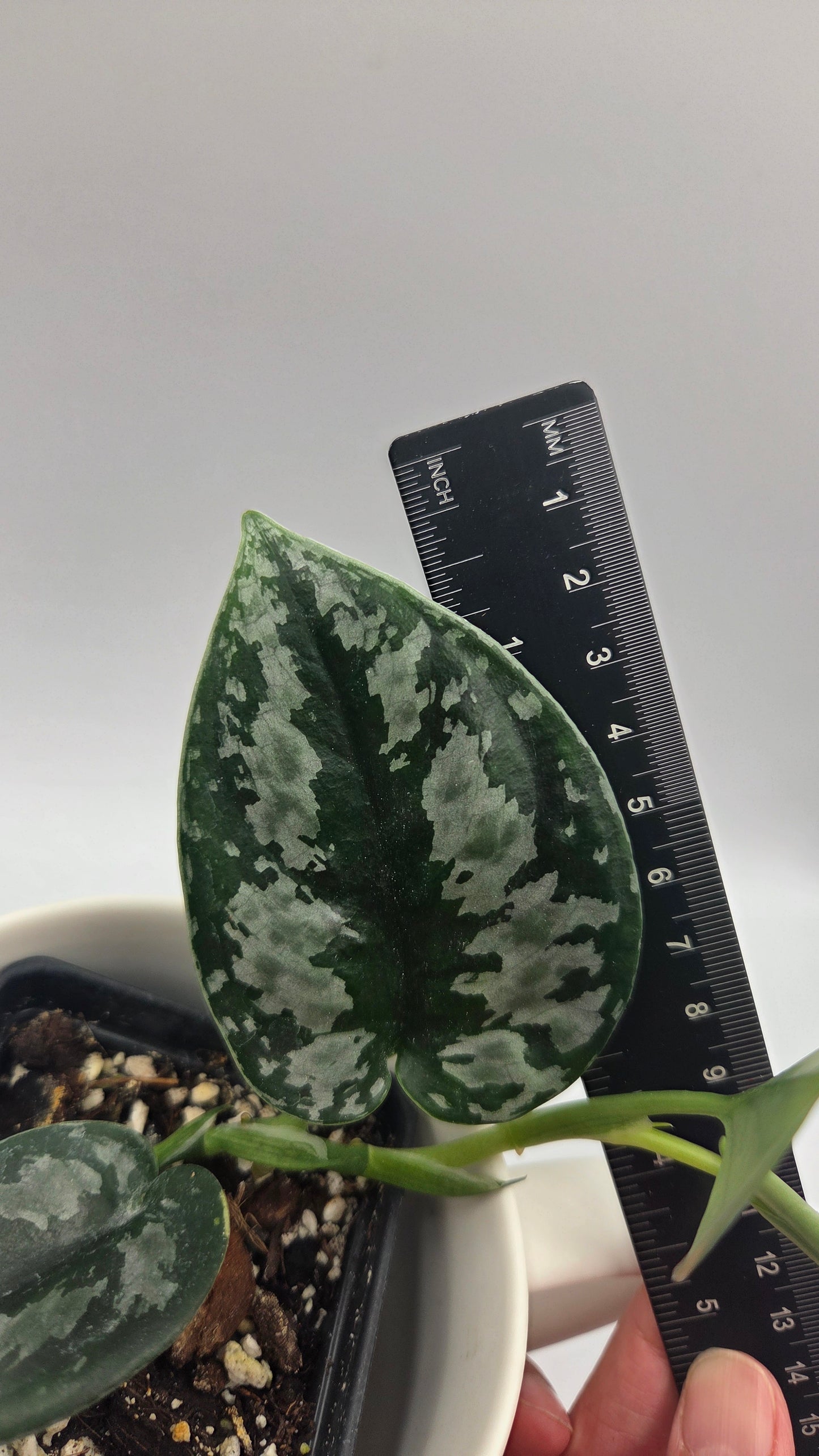 Scindapsus Dark Tricolore (SCI-1486)