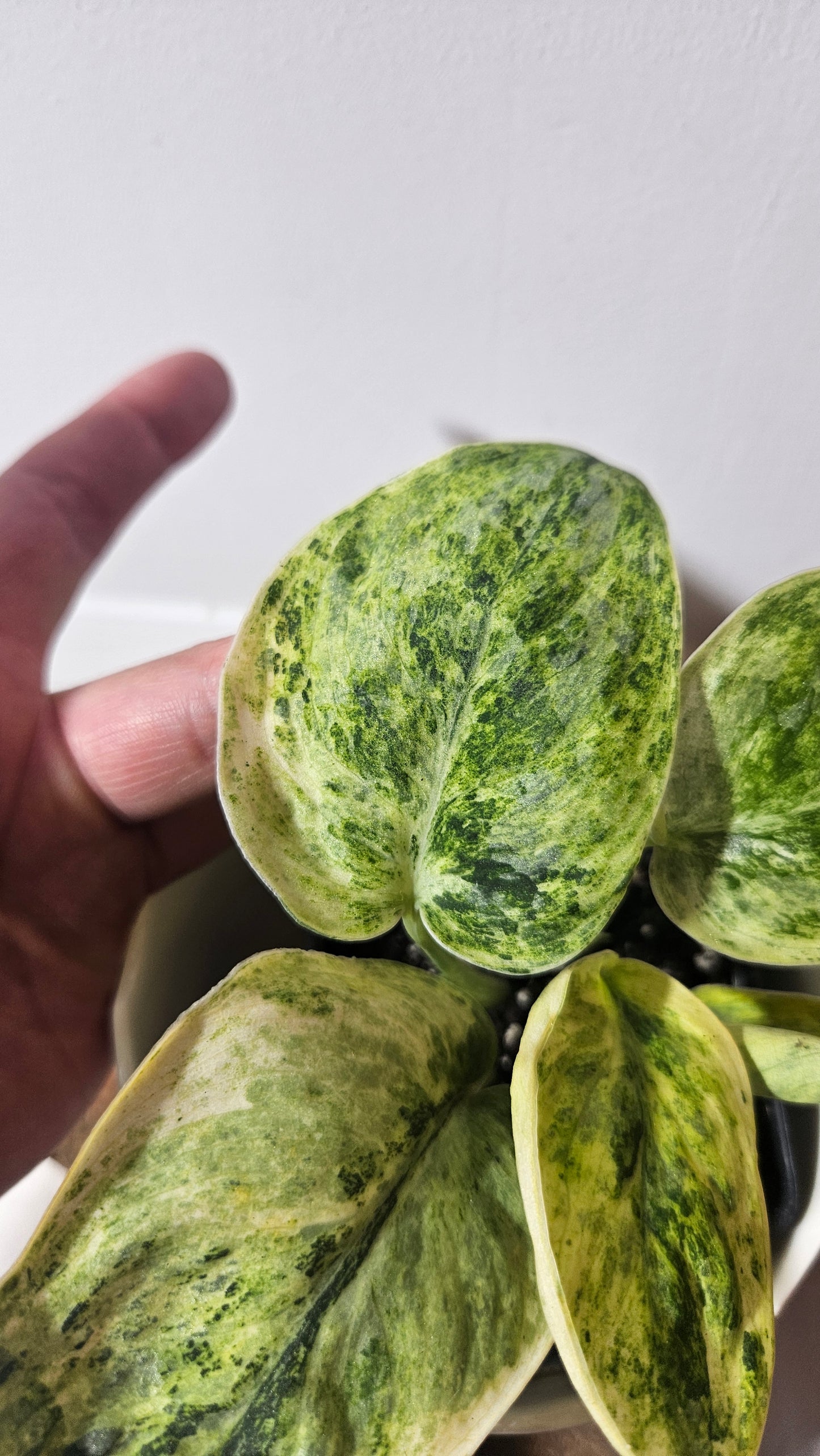 Scindapsus Tembaga (SCI-954)