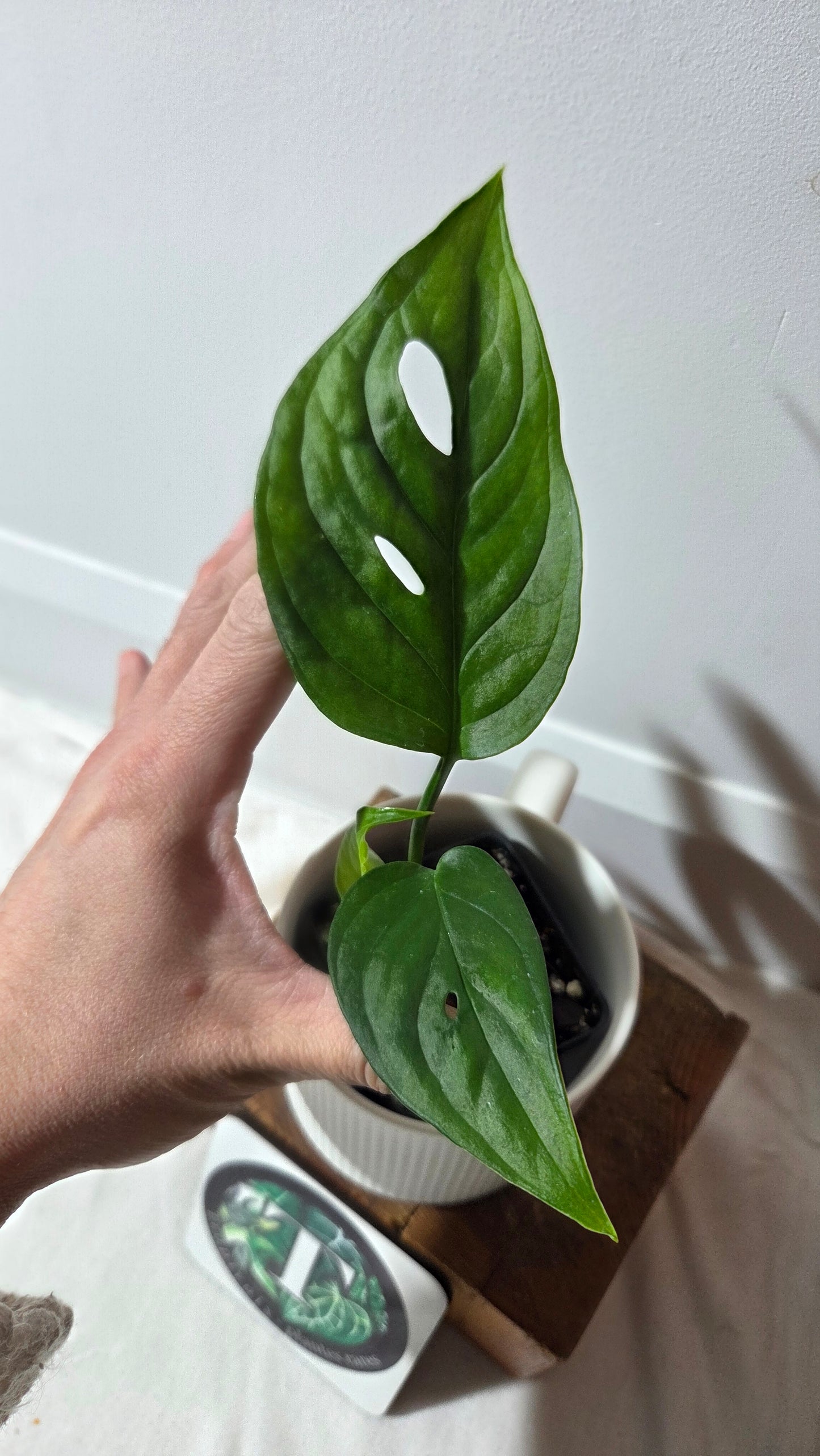 Monstera Obliqua Aff Tamarindo (MON-530)