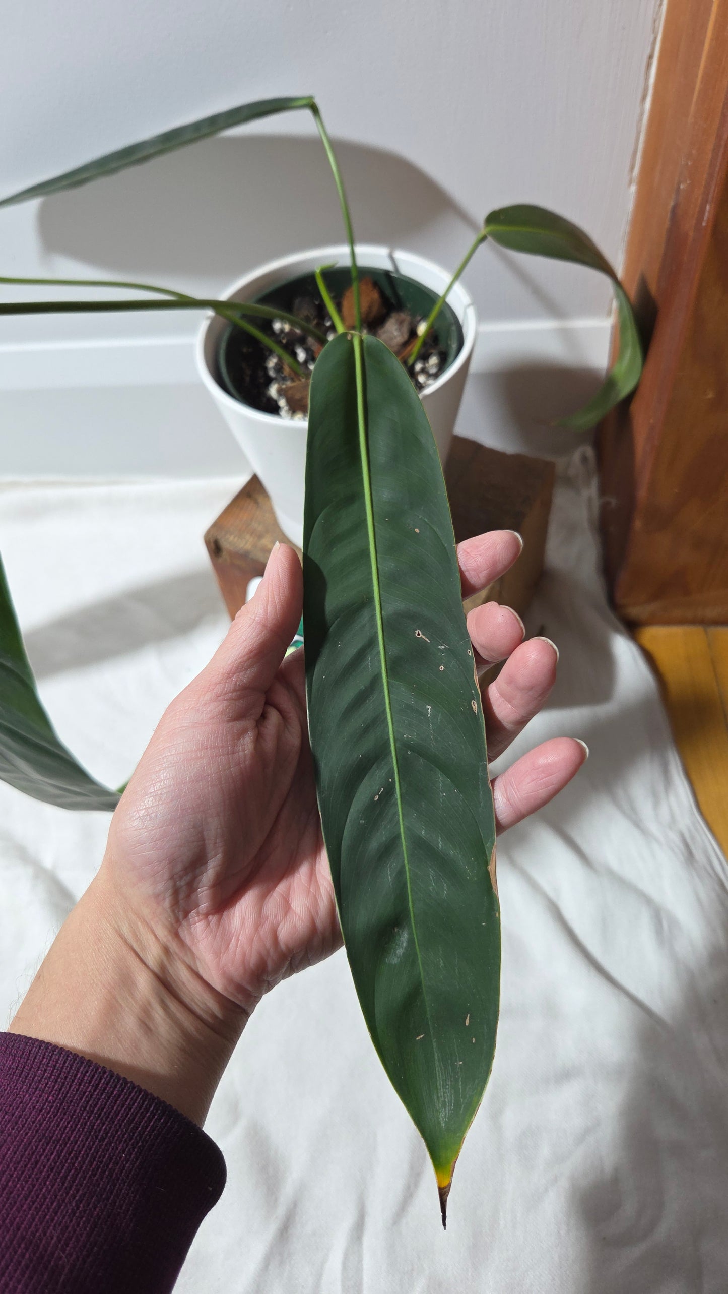 Philodendron Patriciae Black (PHI-984)