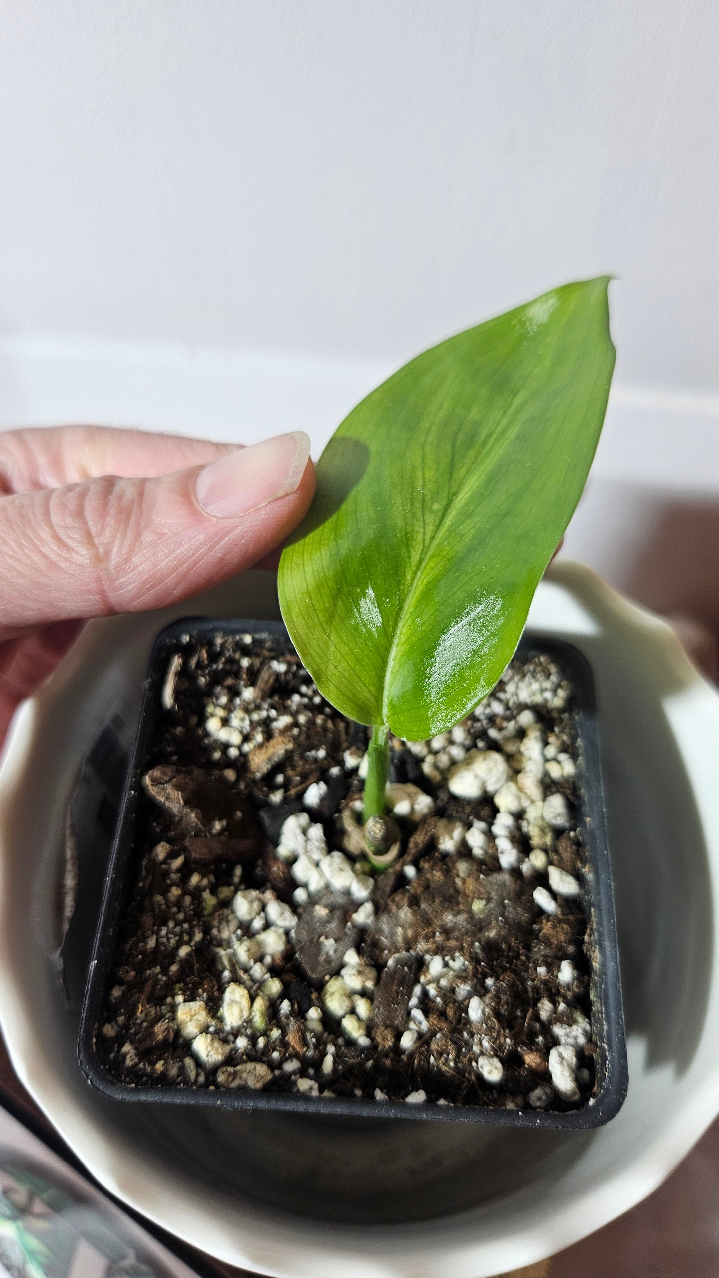 Scindapsus White Monster (SCI-968)