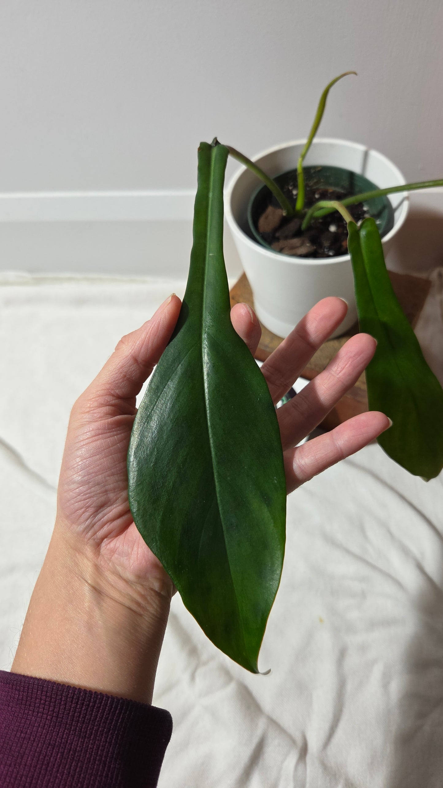 Philodendron Joepii (PHI-979)