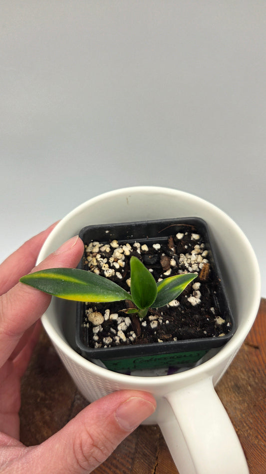 Scindapsus Coriaceus Aurea (SCI-1445)