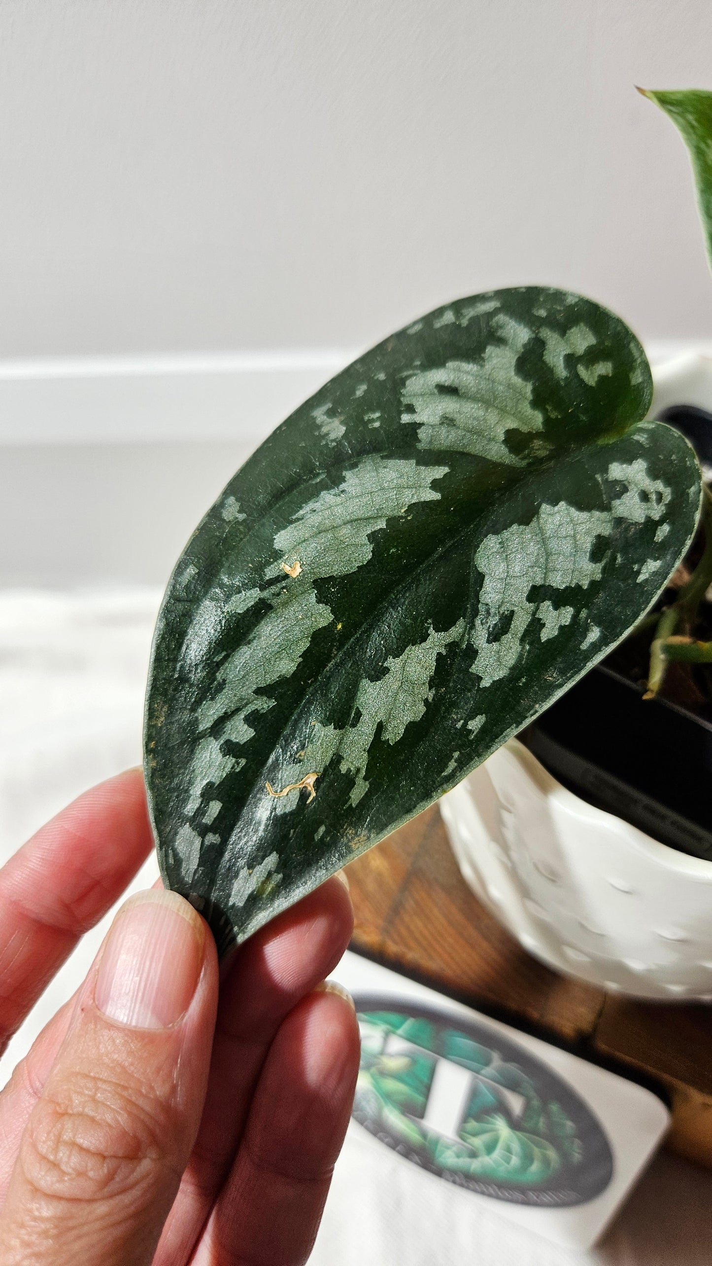 Scindapsus Black Exotica (SCI-1333)