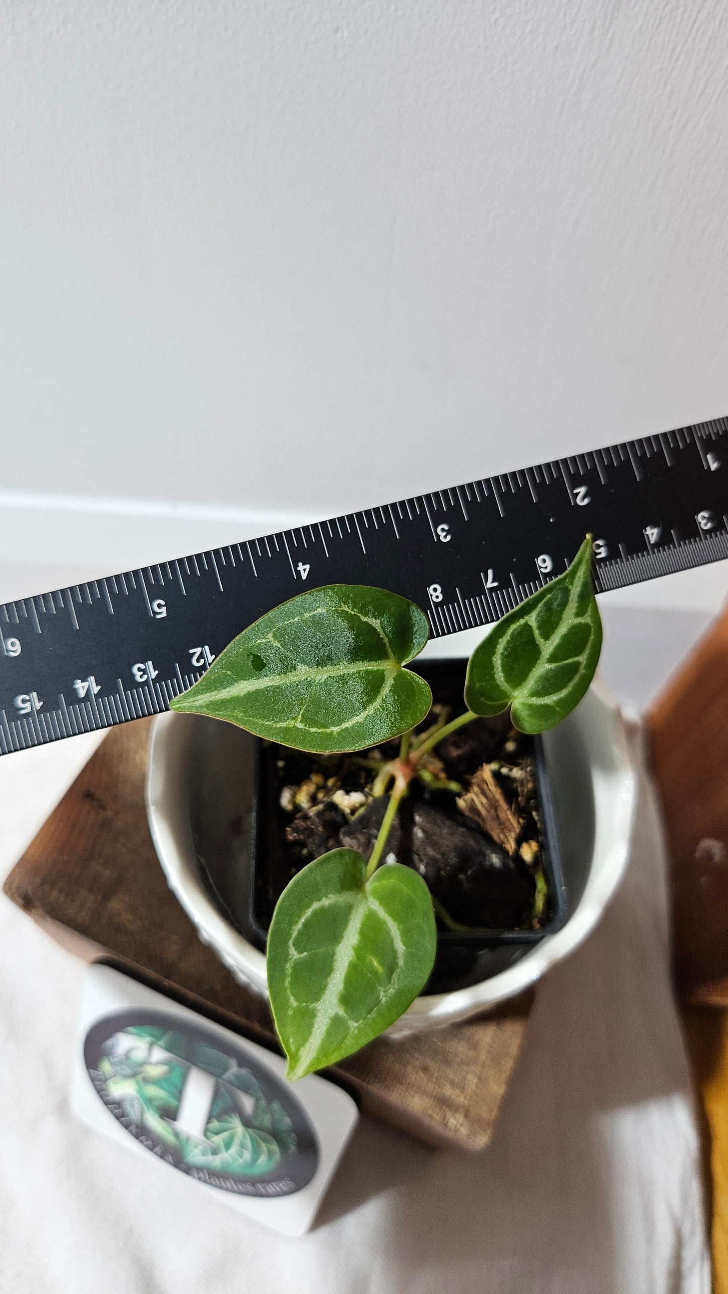 Anthurium Crystallinum Hybrid "SEEDLING format" (ANT-150)