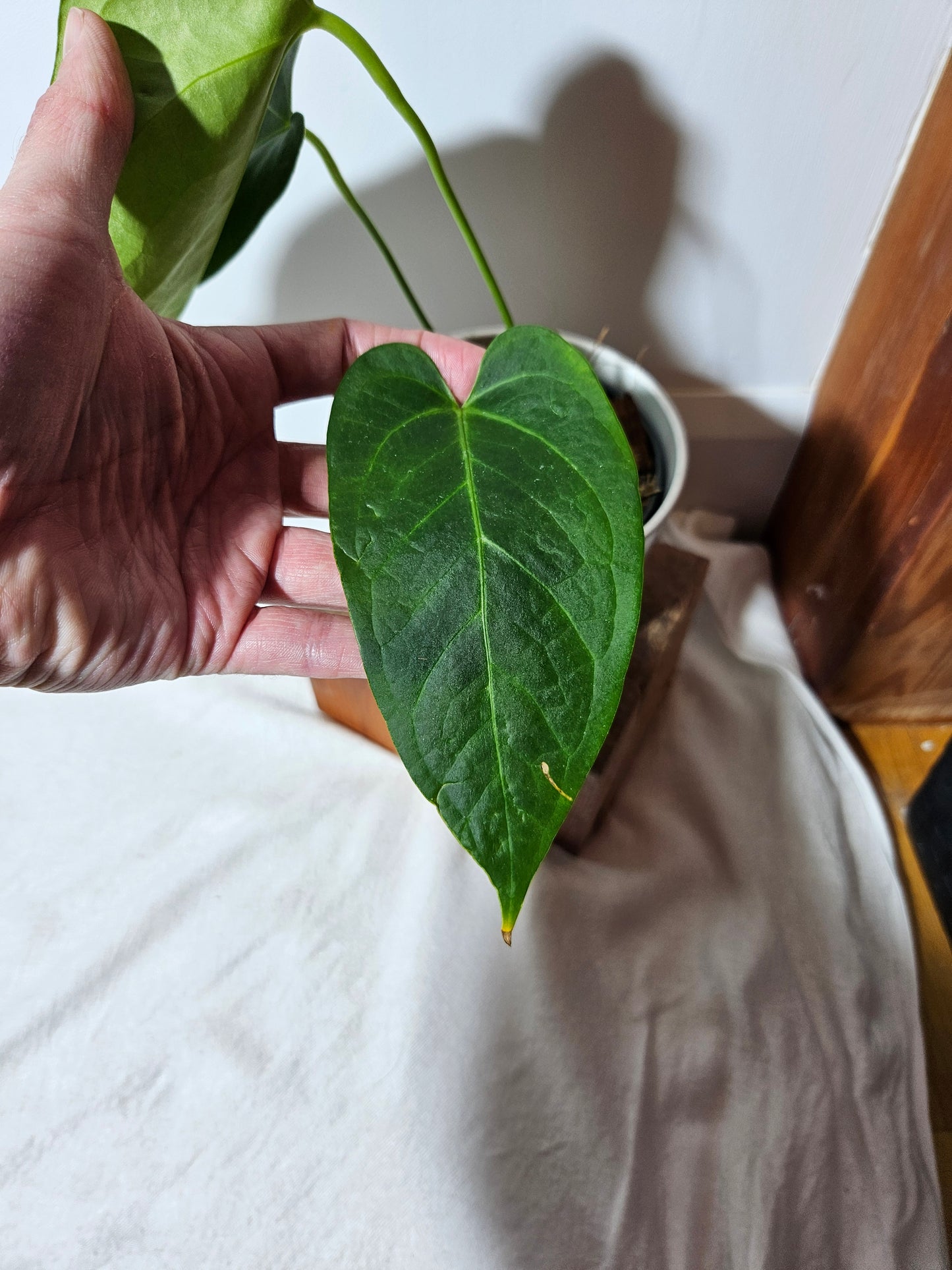 Anthurium Silver Blush × Subsignatum (ANT-080)