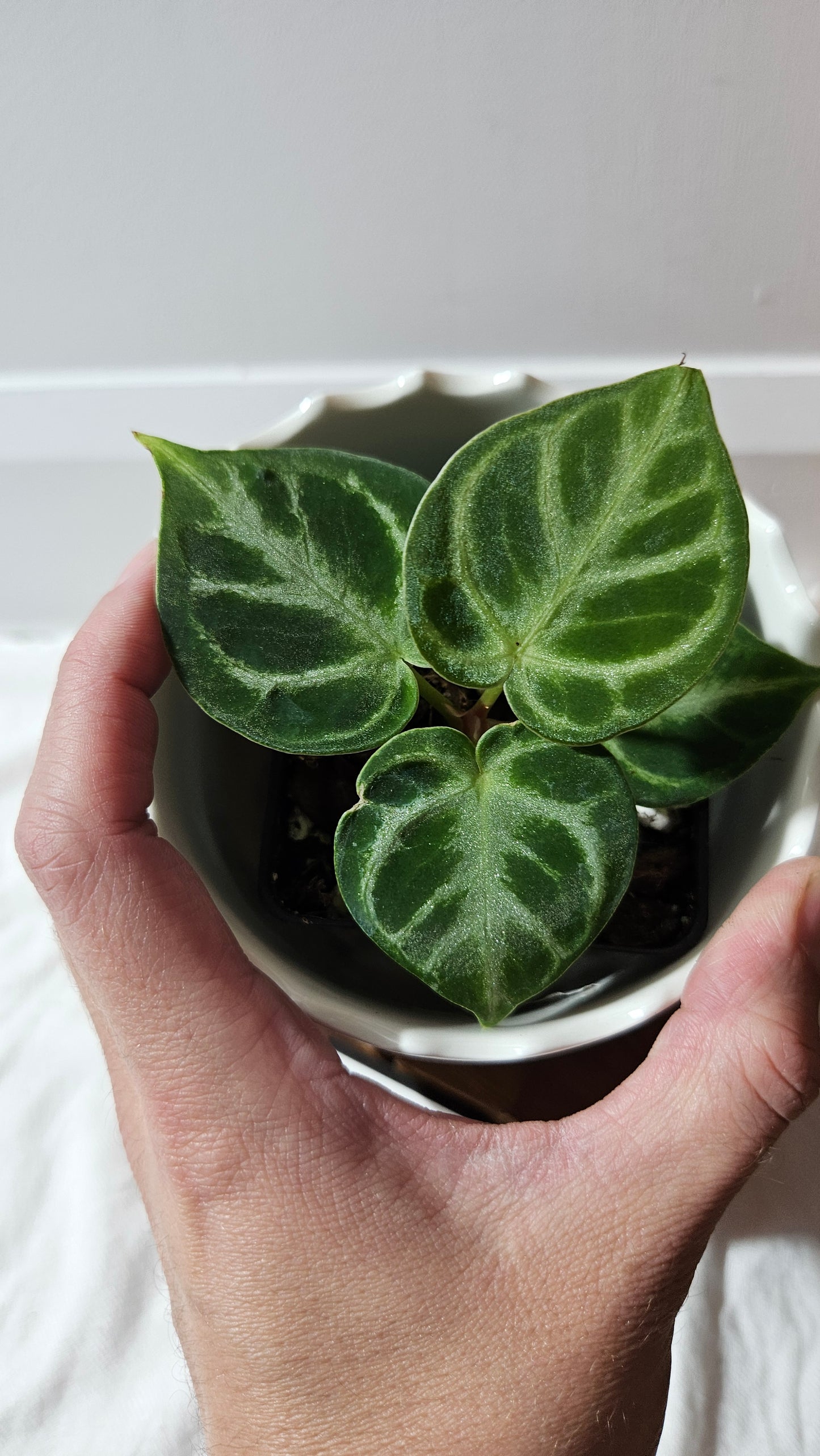 Anthurium Dorayaki Silver "format PETIT"( ANT-580)
