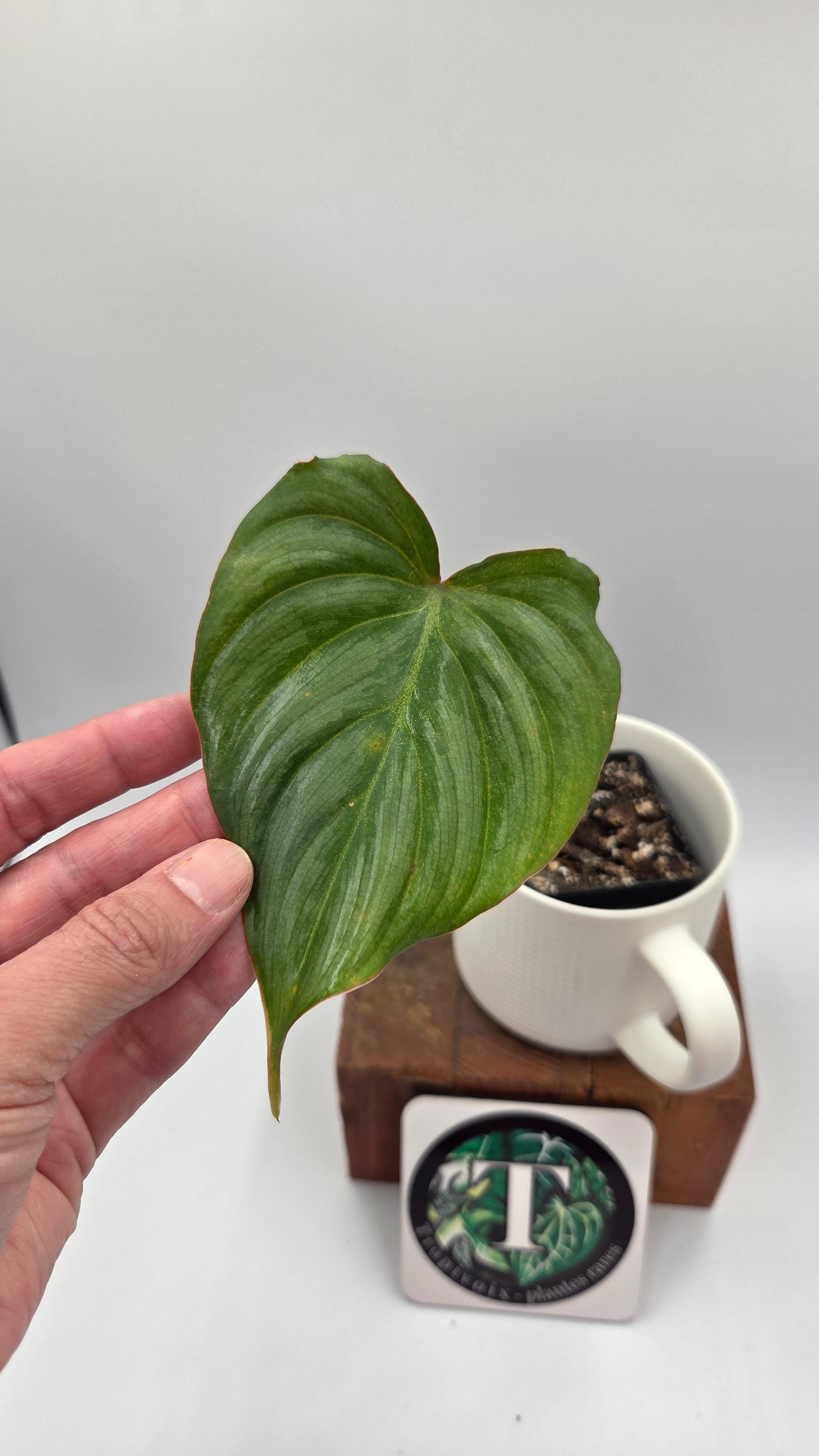 Philodendron Gloriosum Platinum (PHI-1031)