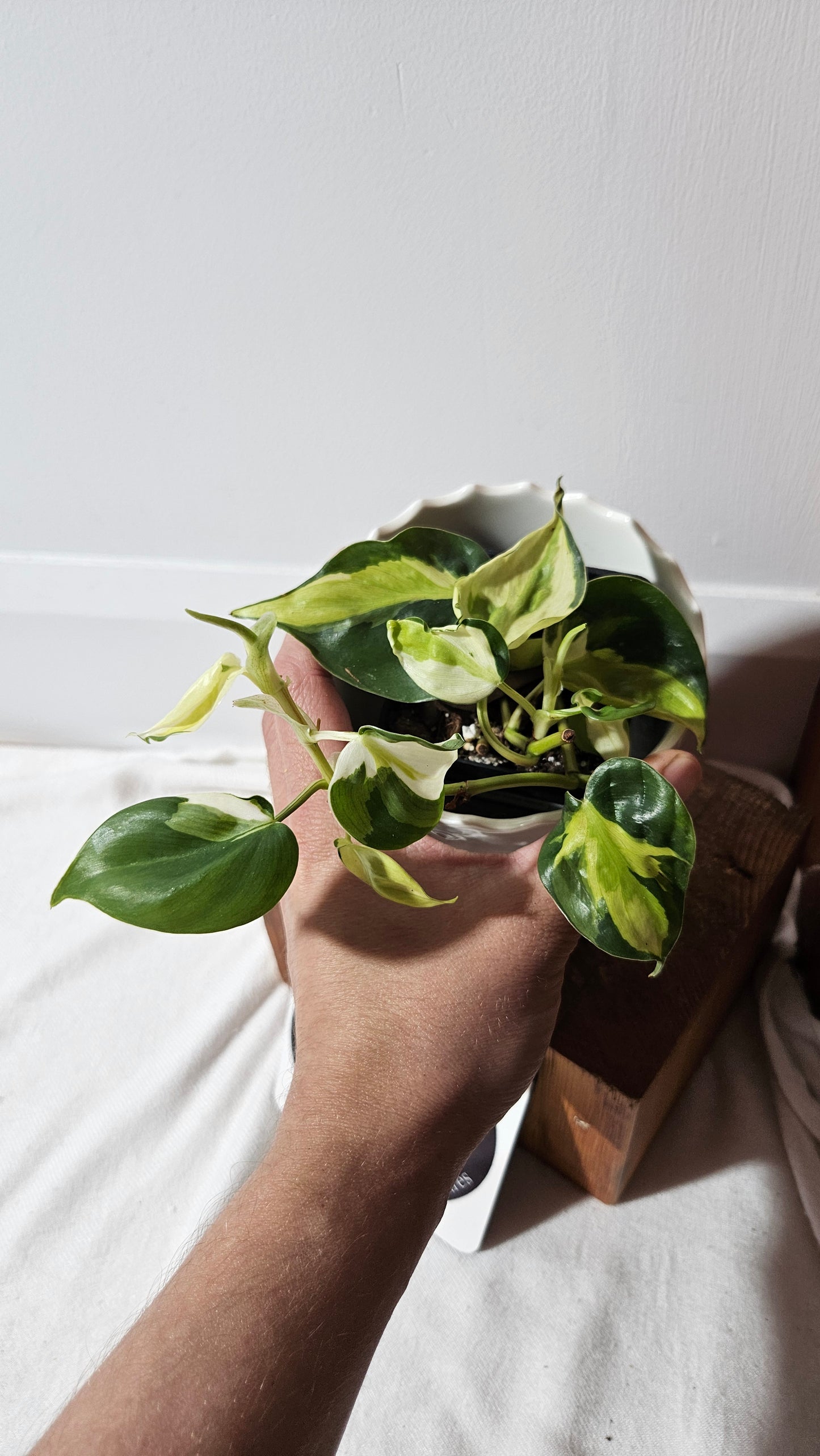 Philodendron Hederaceum Cream Splash (PHI-849)
