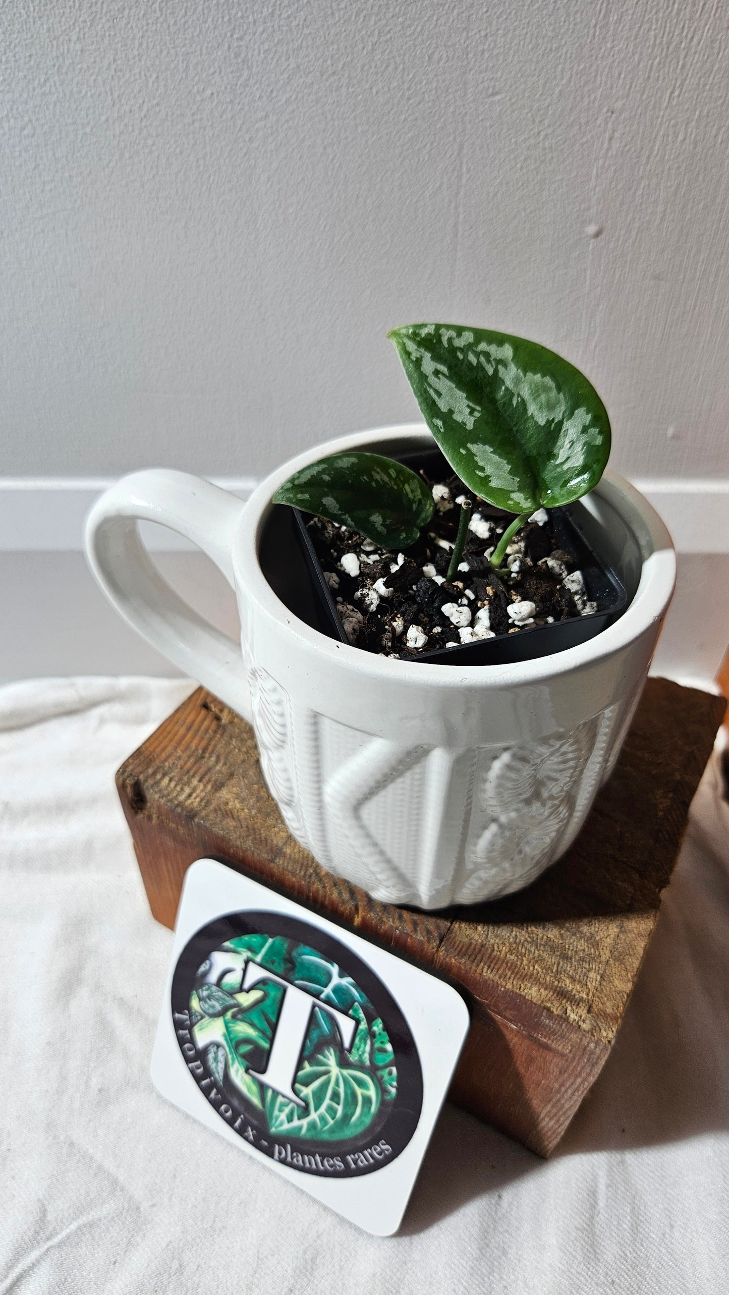 Scindapsus Dark Tricolore (SCI-1138)