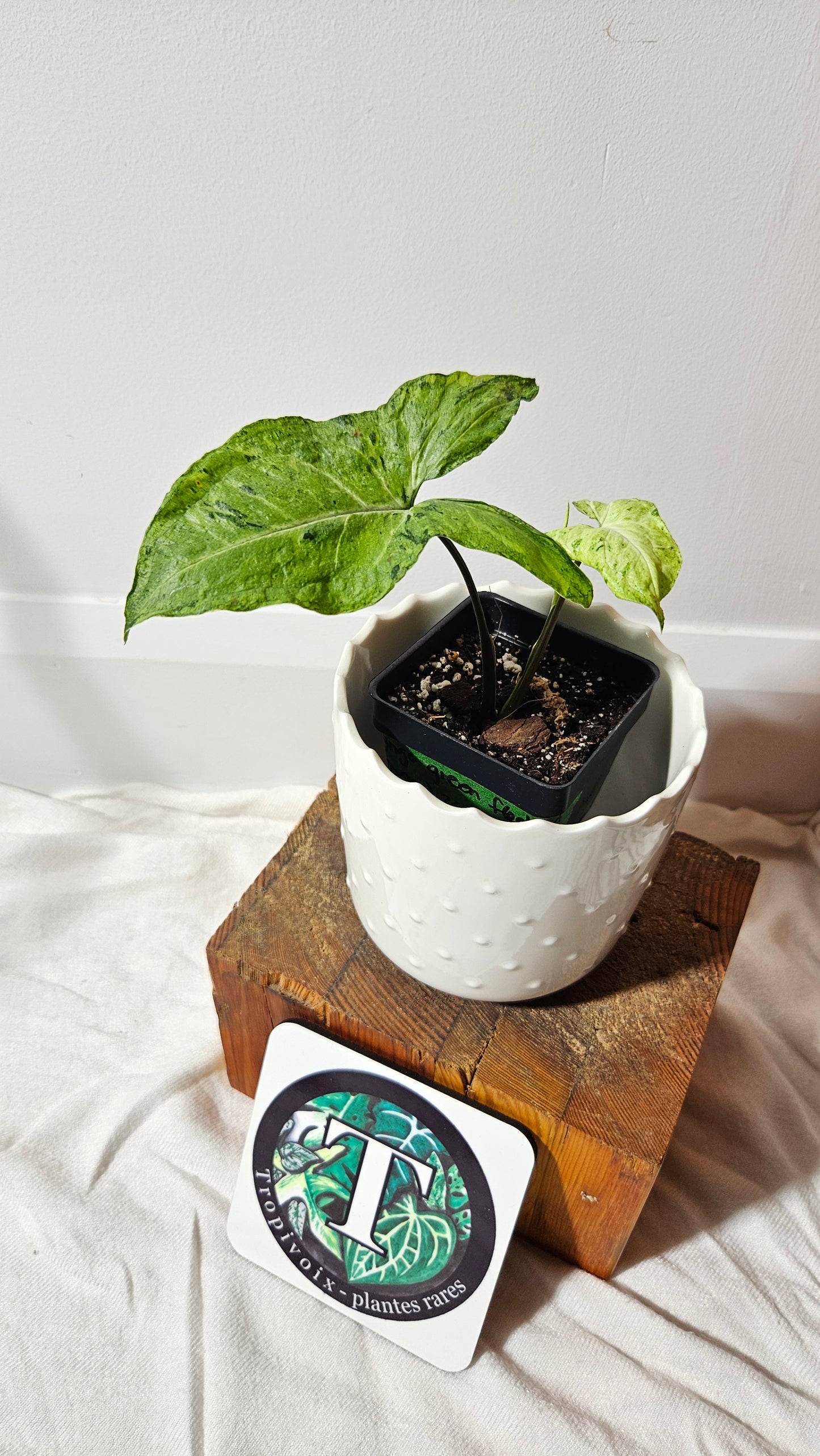 Syngonium Green Flecked (SYN-261)