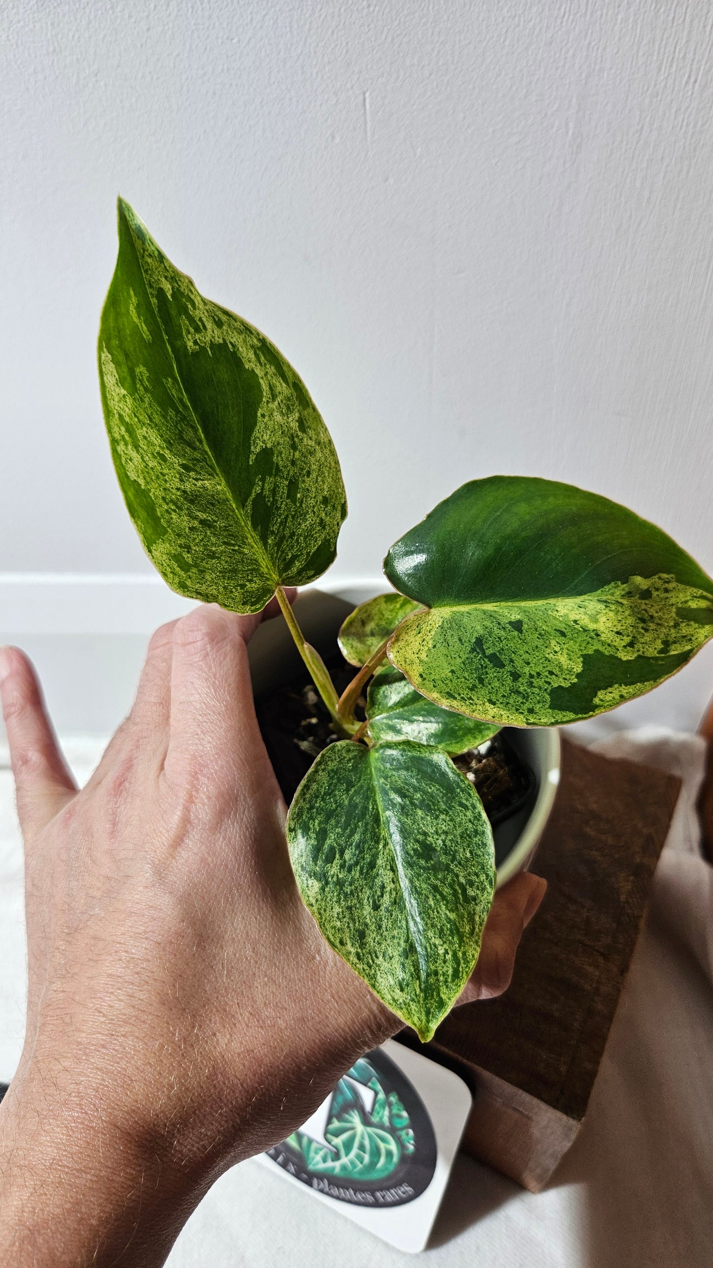 Philodendron BurleMarx Variegata  X Paraiso Verde (PHI-945)