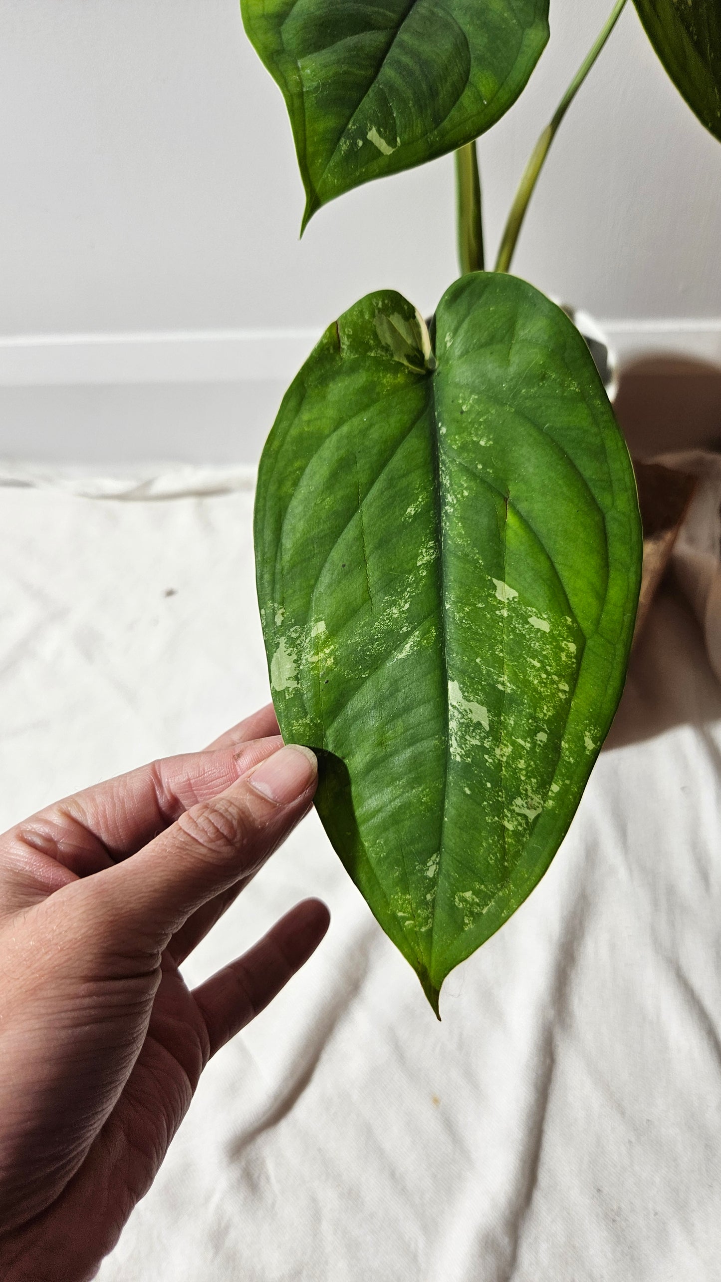 Syngonium Chiapense Albo (SYN-481)