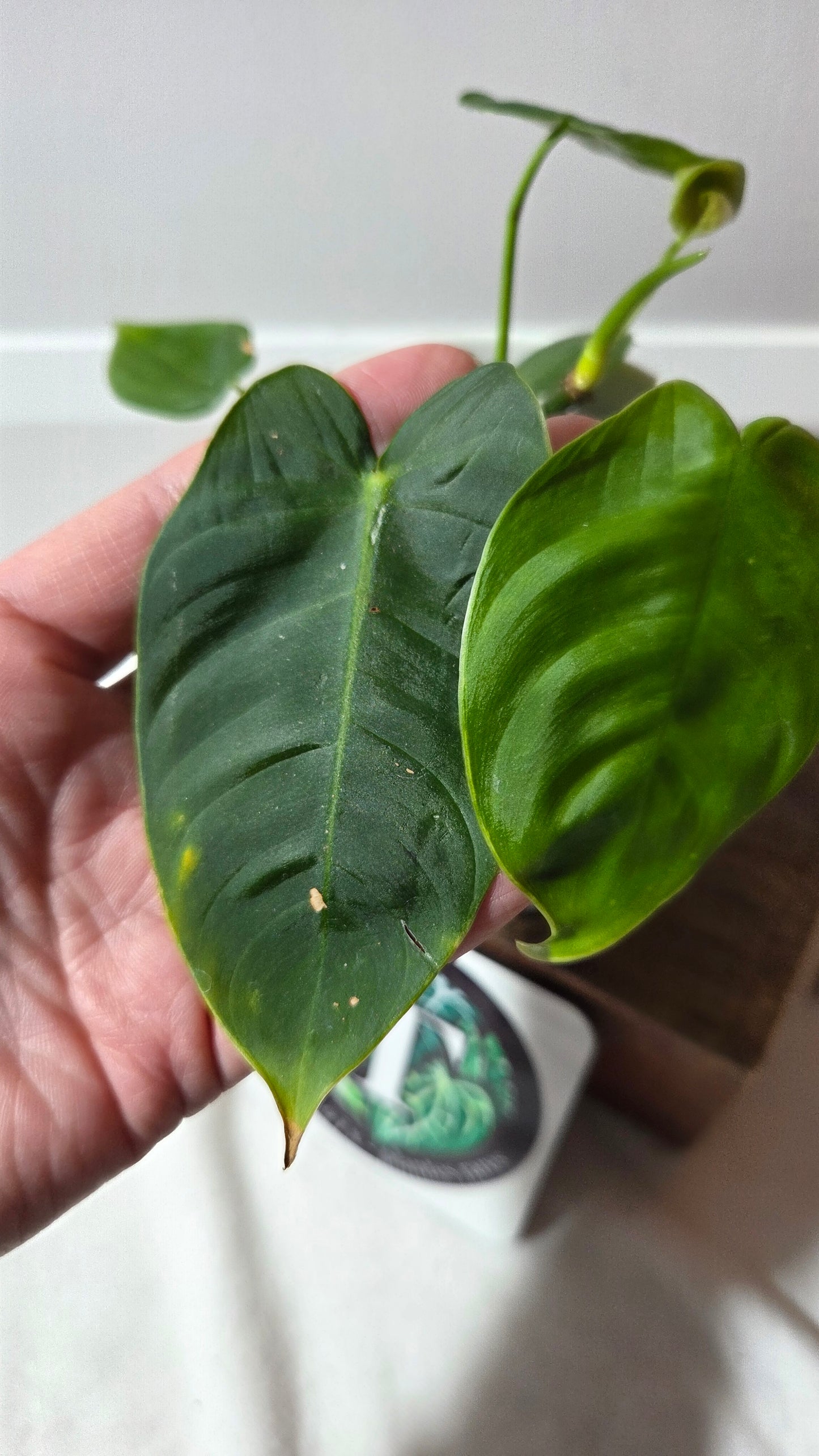 Philodendron Sharoniae (PHI-983)