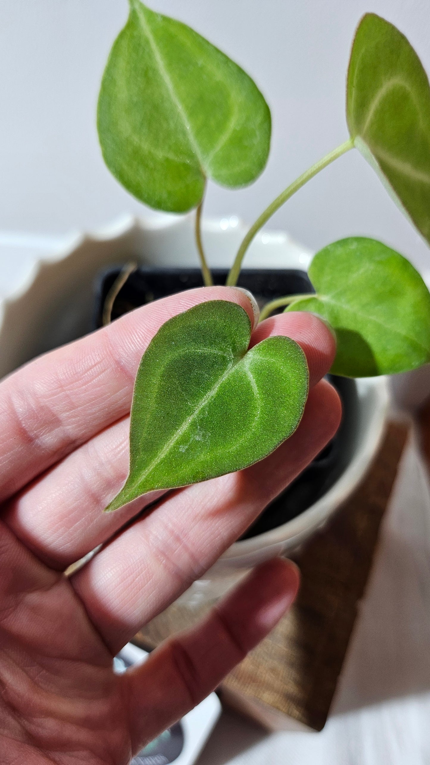 Anthurium  Clarinervium Hybrid "format PETIT" (ANT-548)