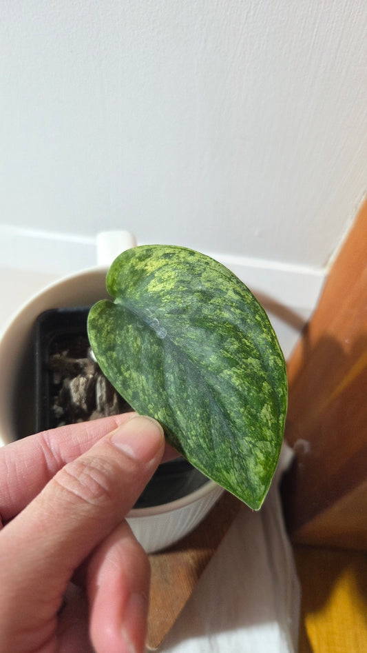 Scindapsus Silver Satin albo (SCI-1374)