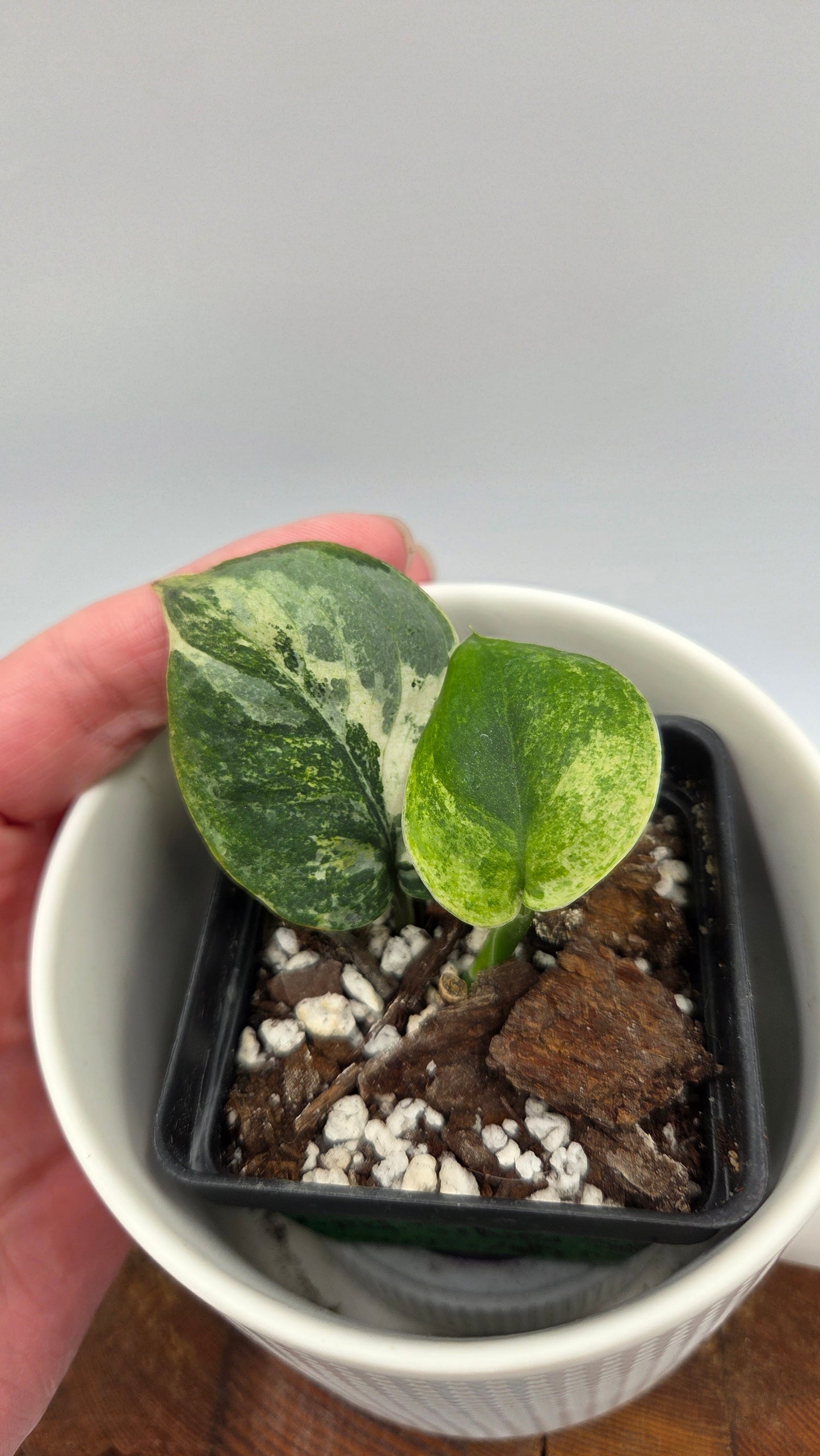Scindapsus Silver Splash Tricolore (SCI-1436)