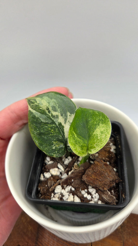 Scindapsus Silver Splash Tricolore (SCI-1436)