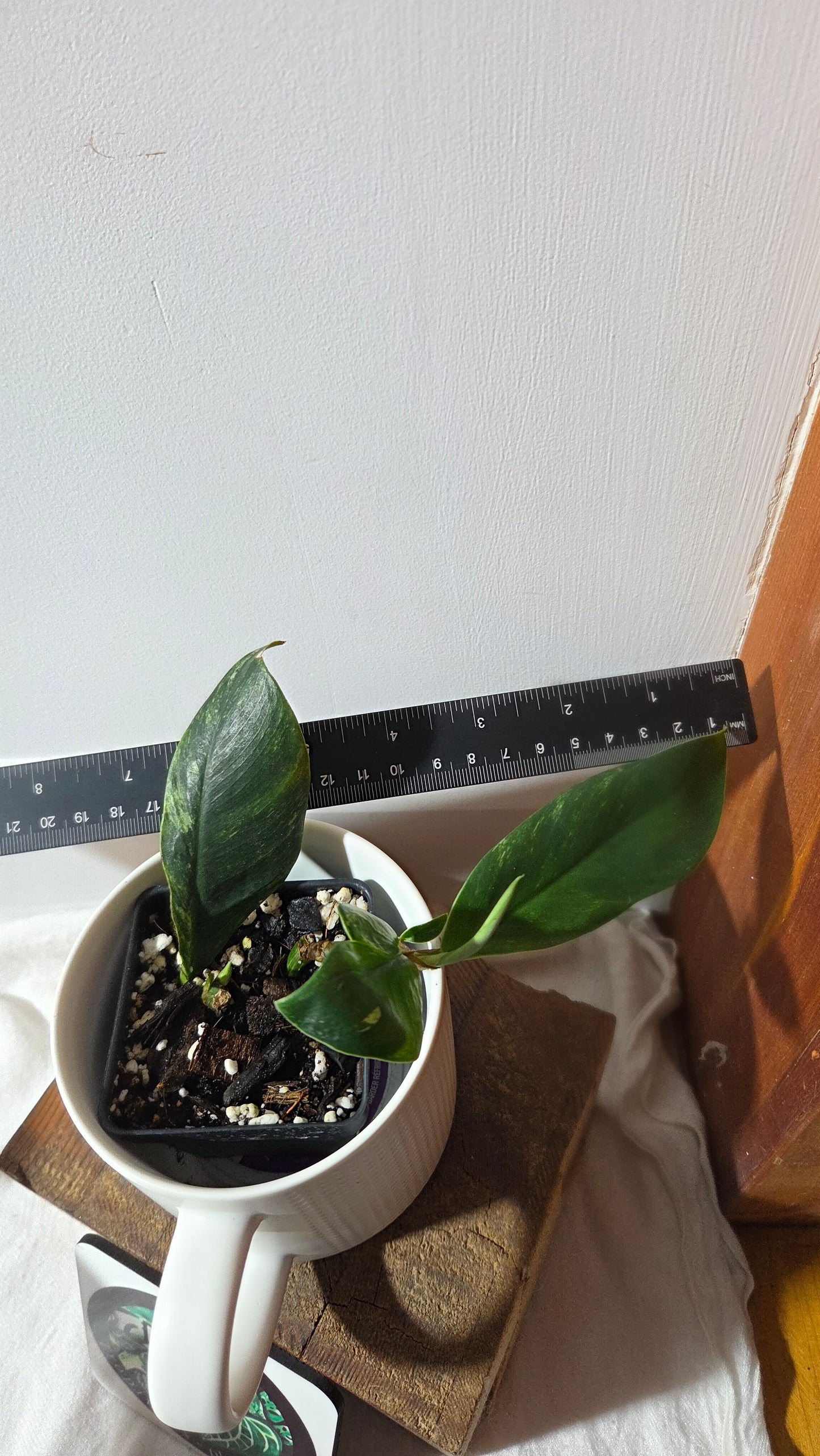 Rhaphidophora Elliptifolia Variegata (AUT-094)