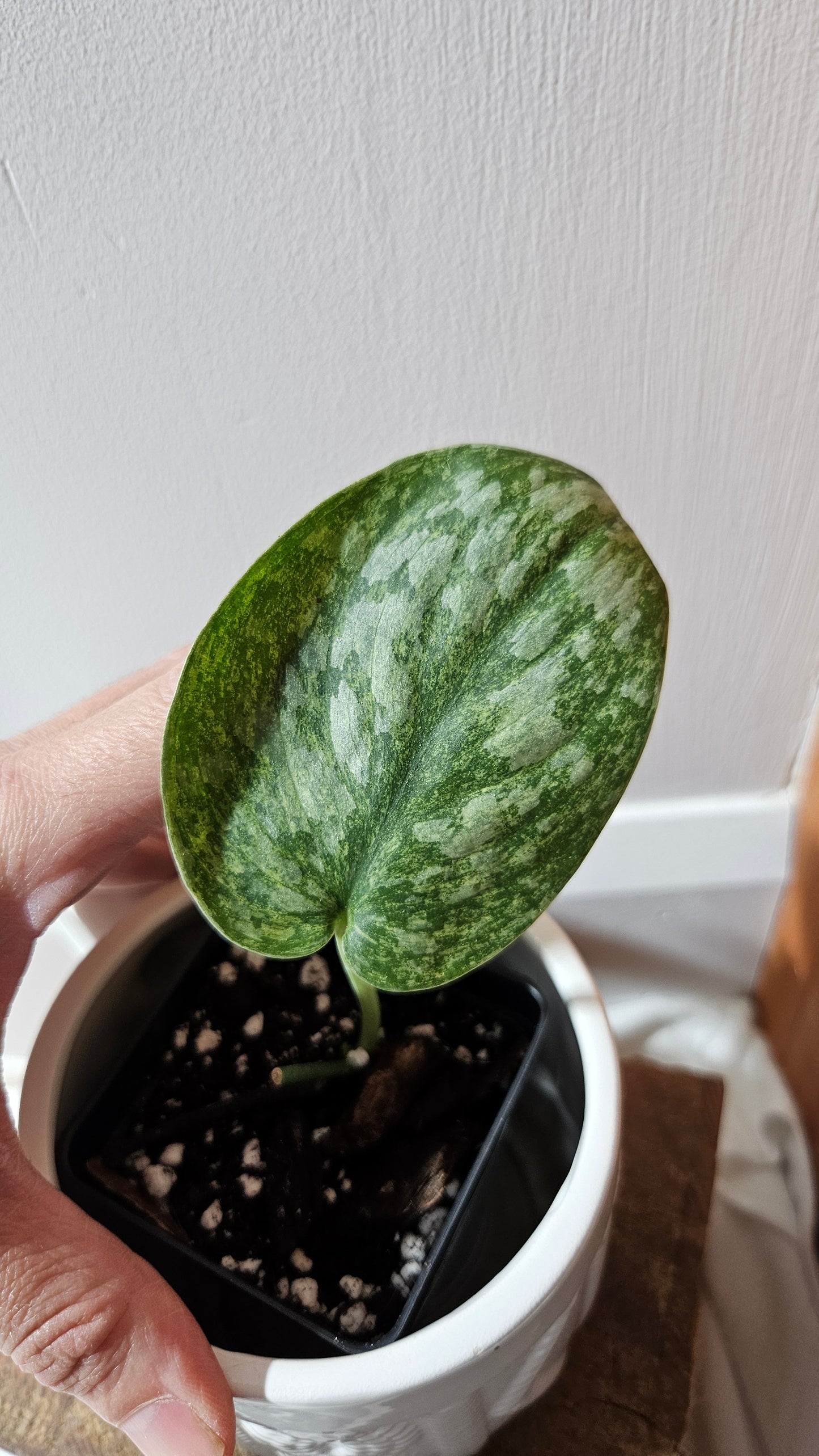 Scindapsus Exotica Pictus mint (SCI-1122)