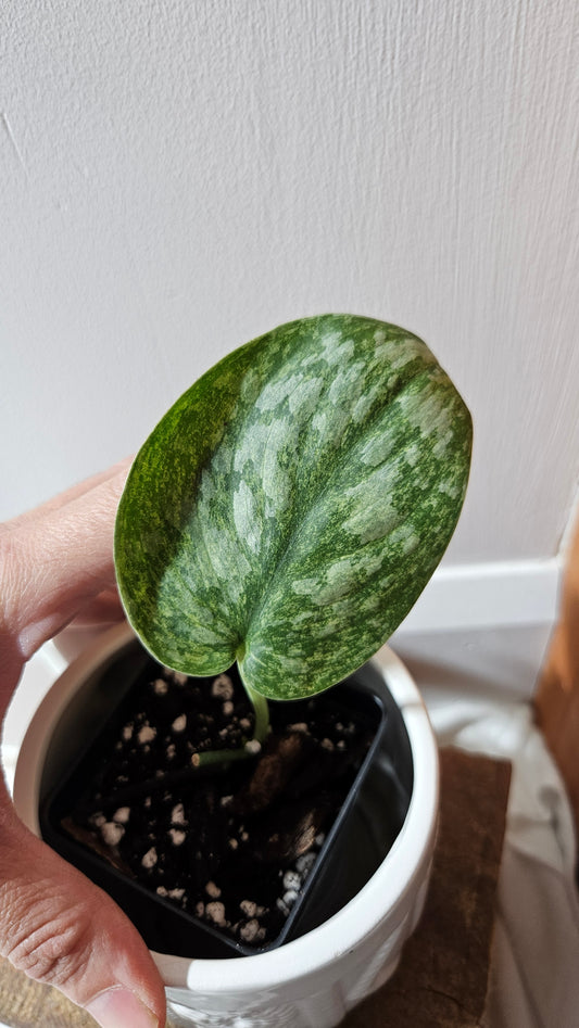 Scindapsus Exotica Pictus mint (SCI-1122)