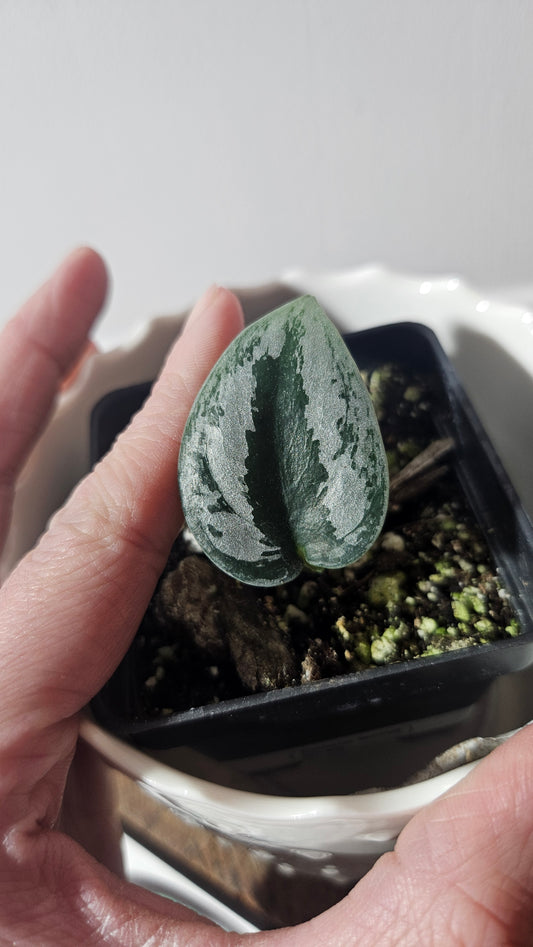 Scindapsus Sparkling (SCI-929)