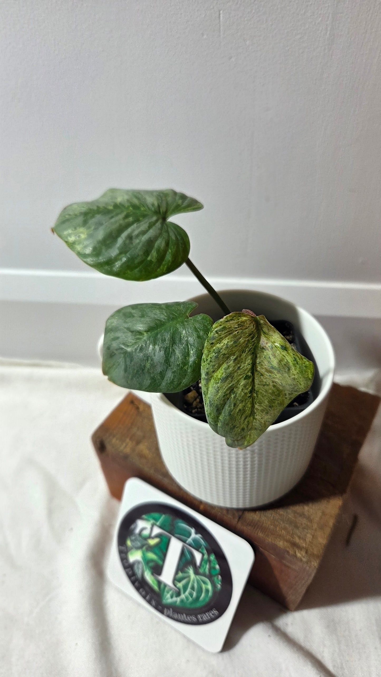 Philodendron Sodiroi Variegata (PHI-512)