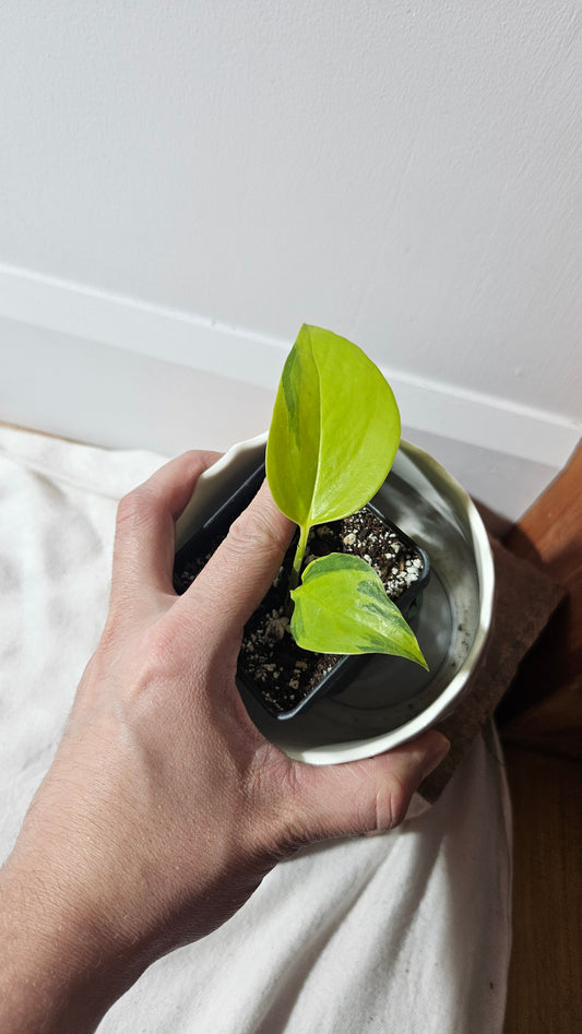 Epipremnum Aureum Neon Joy (EPI-209)