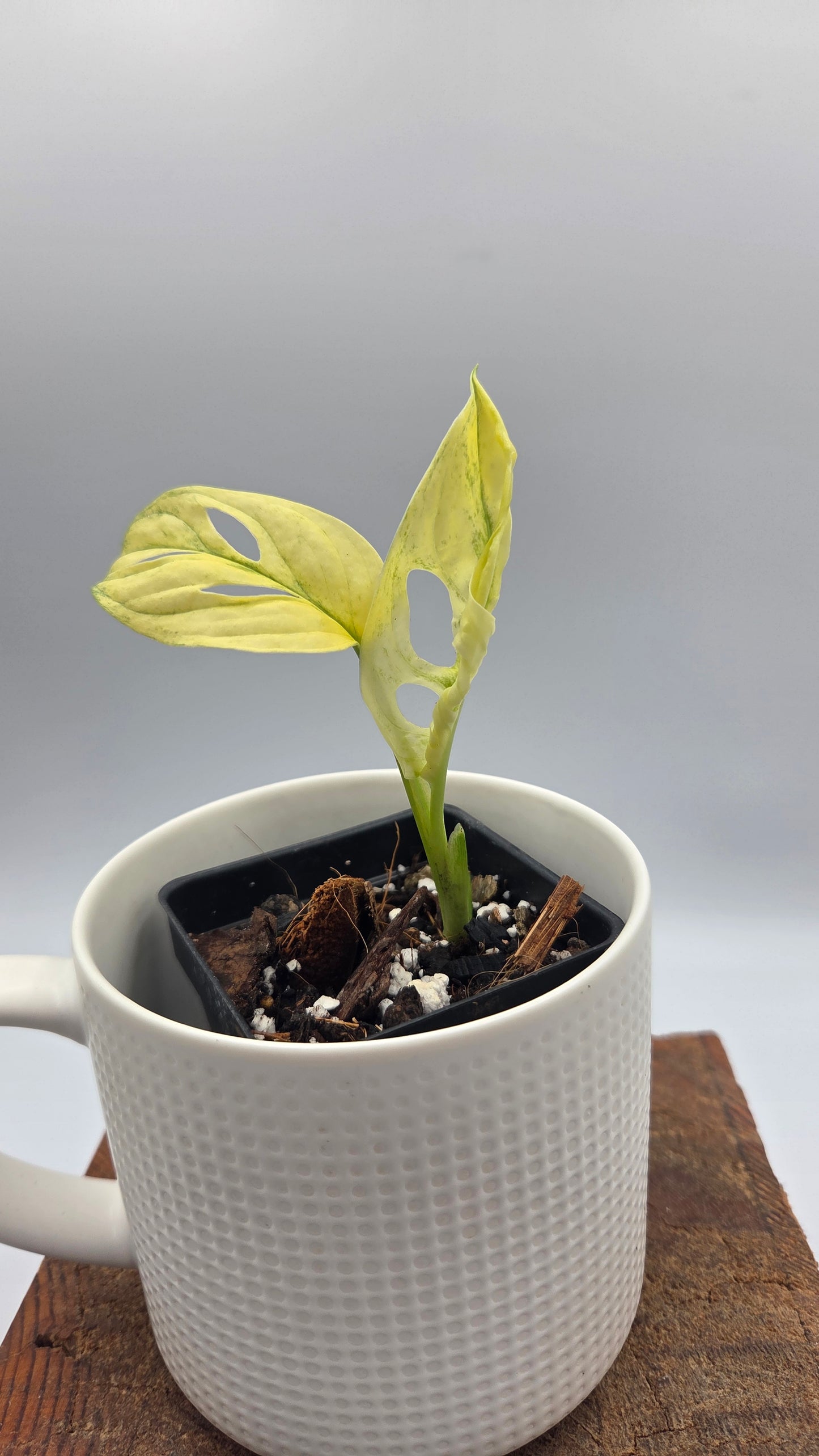 Monstera Andasonii Archipelago Ghost (MON-562)