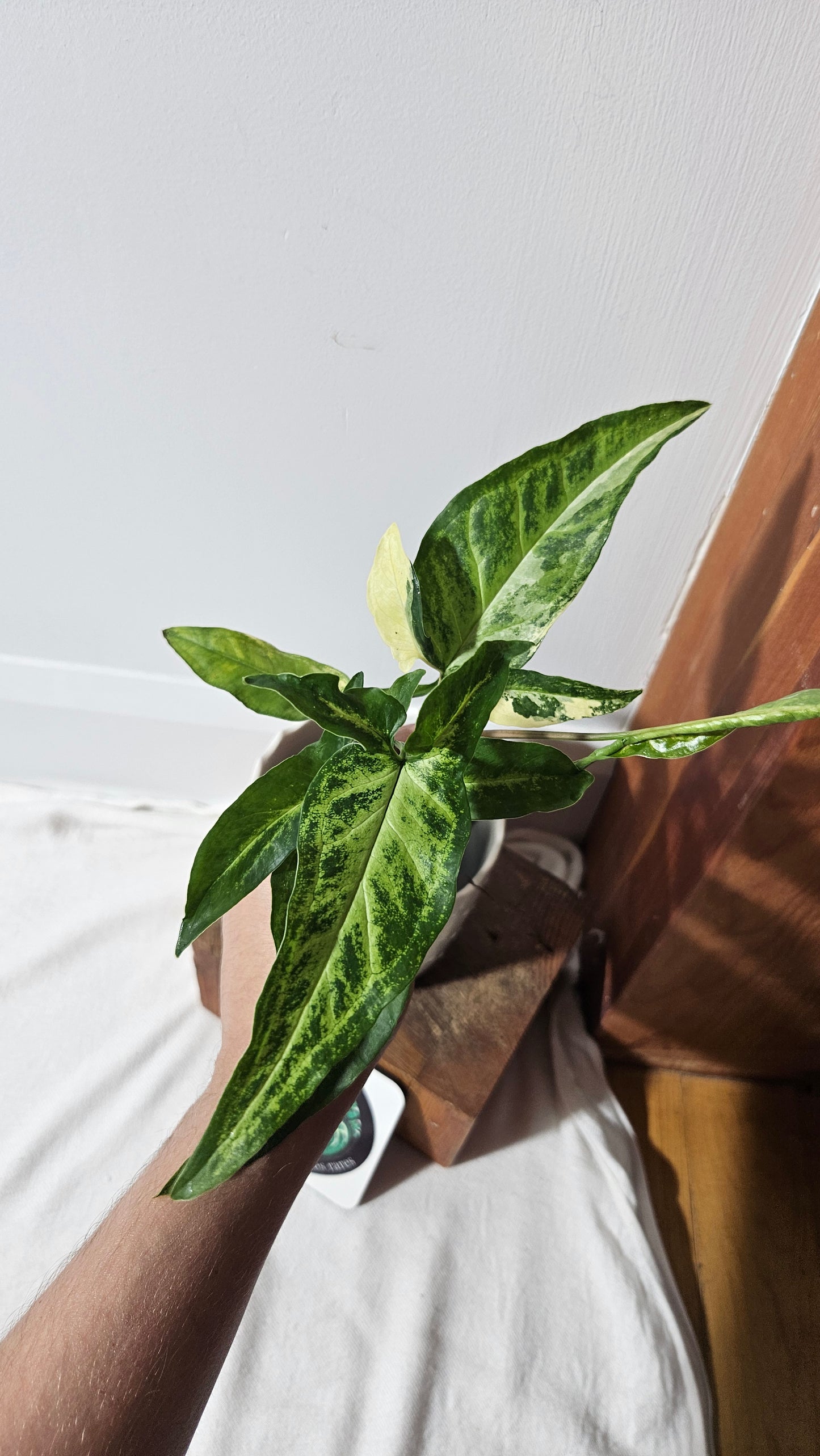 Syngonium Angustatum Albo (SYN-136)