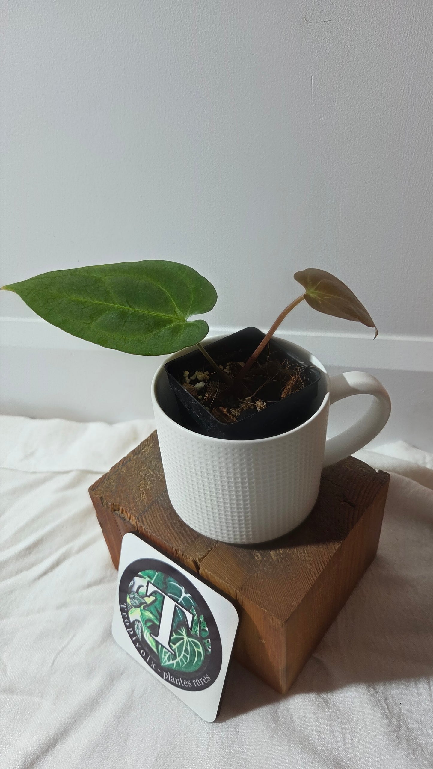 Anthurium  Papillilaminum Hybrid "format PETIT" (ANT-664)