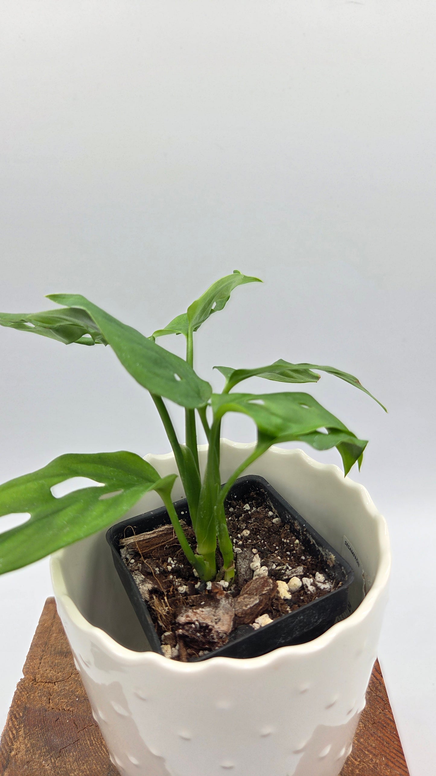 Monstera Obliqua Aff Cuyabeno (MON-557)