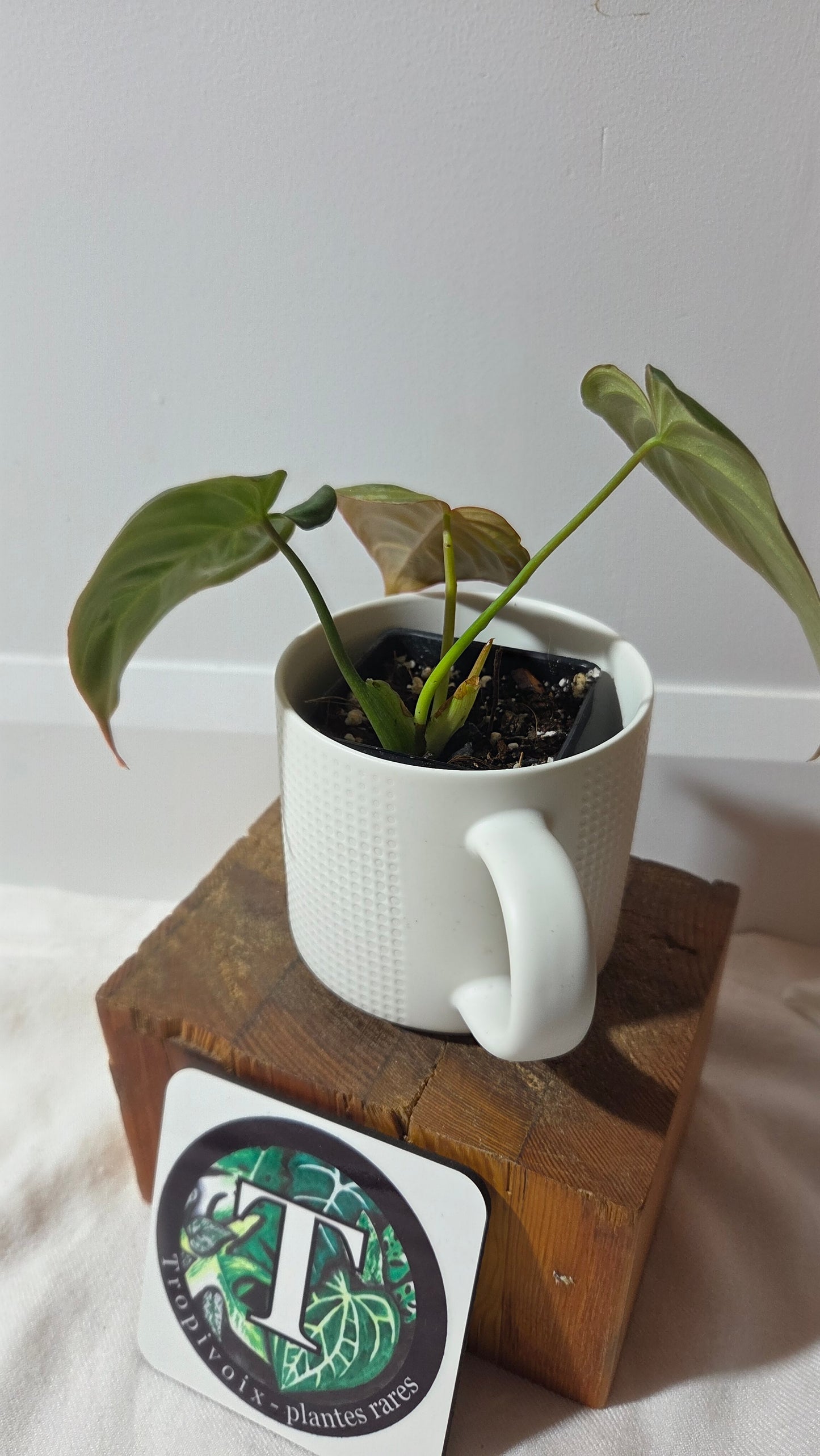 Philodendron Glorious (PHI-1008)
