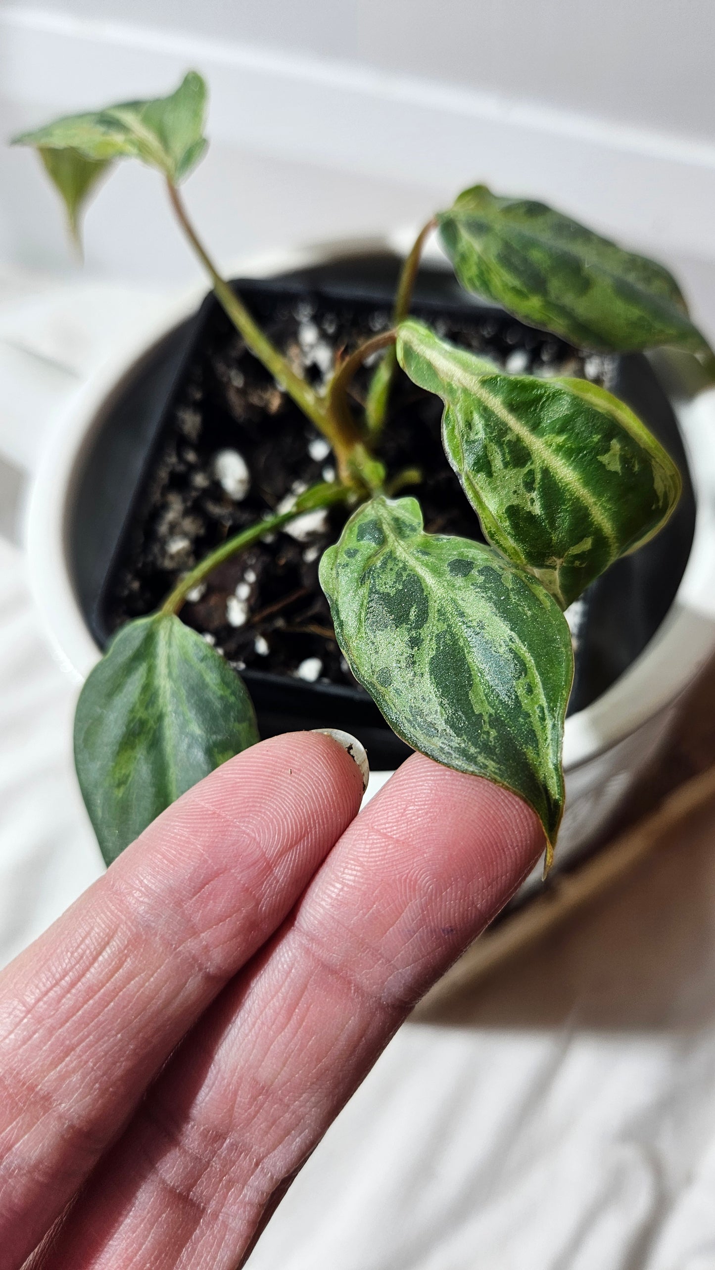 Philodendron Gloriosum "Snow leopard" (PHI-610)