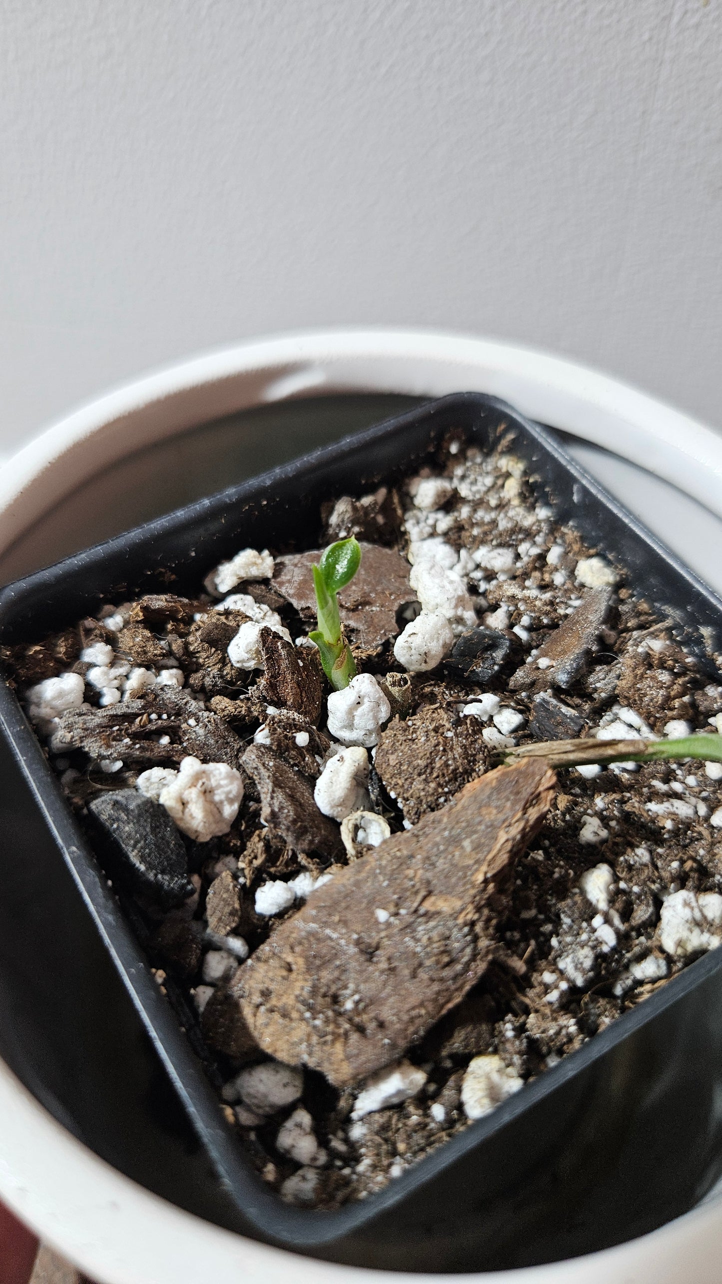 Scindapsus Coriaceus Aurea (SCI-1205)