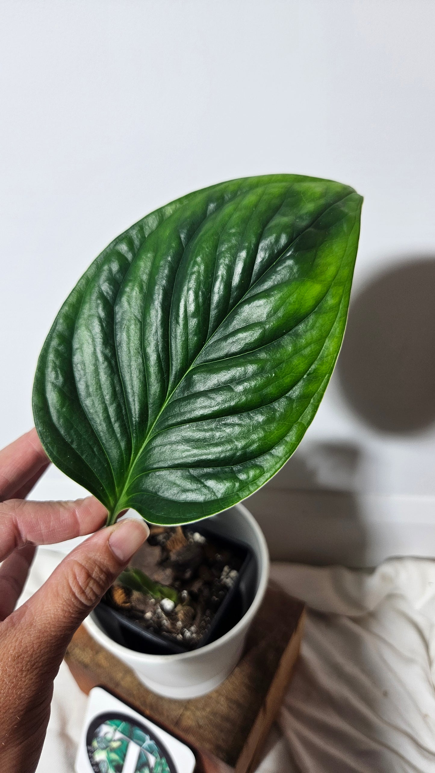 Monstera Obliqua Aff Radican  (MON-253)