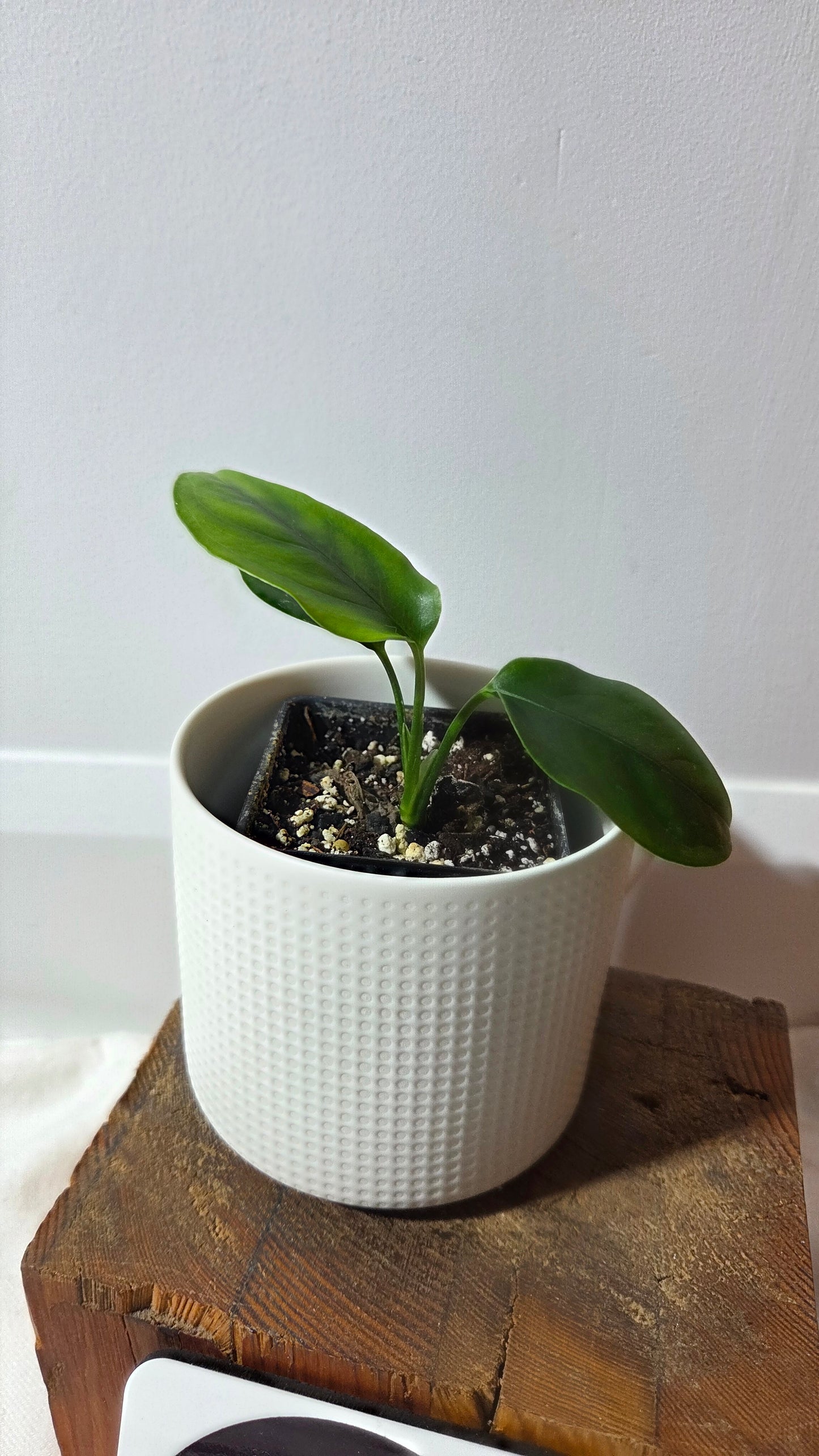 Monstera Obliqua Aff Amazonica (MON-513)