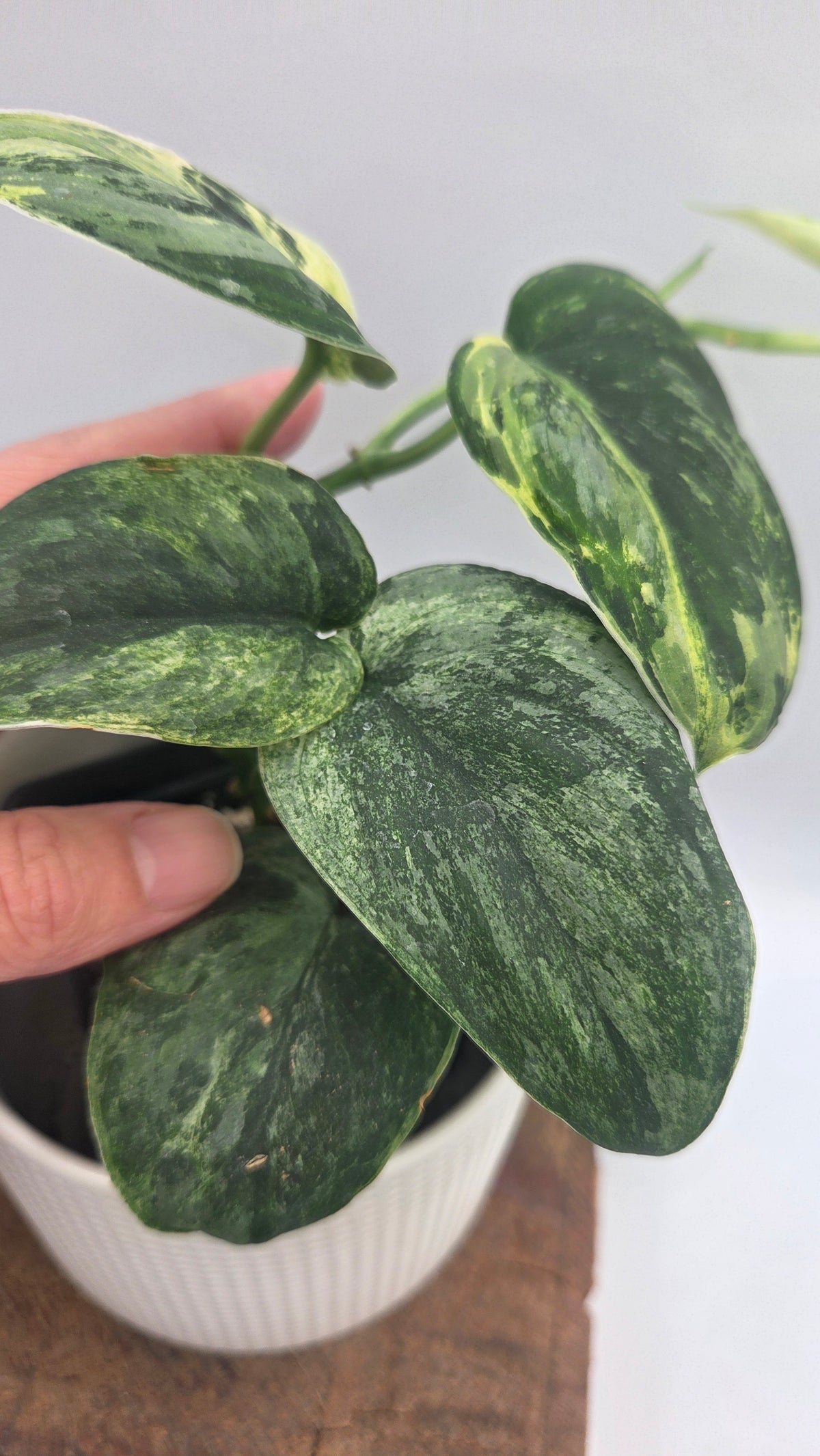 Scindapsus Silver Splash Tricolore (SCI-1231)
