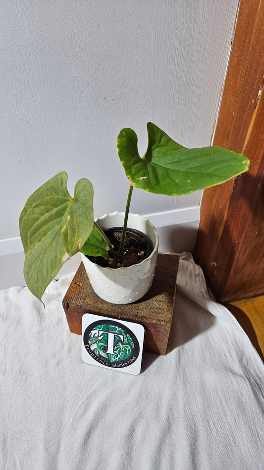 Anthurium  Kunayalense "format MOYEN" (ANT-454)