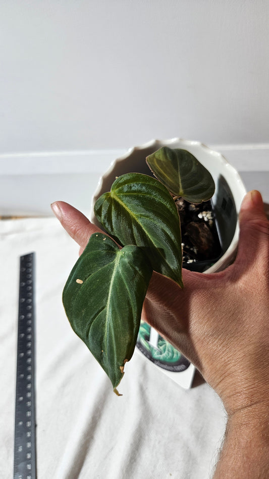 Philodendron Glorious (PHI-836)