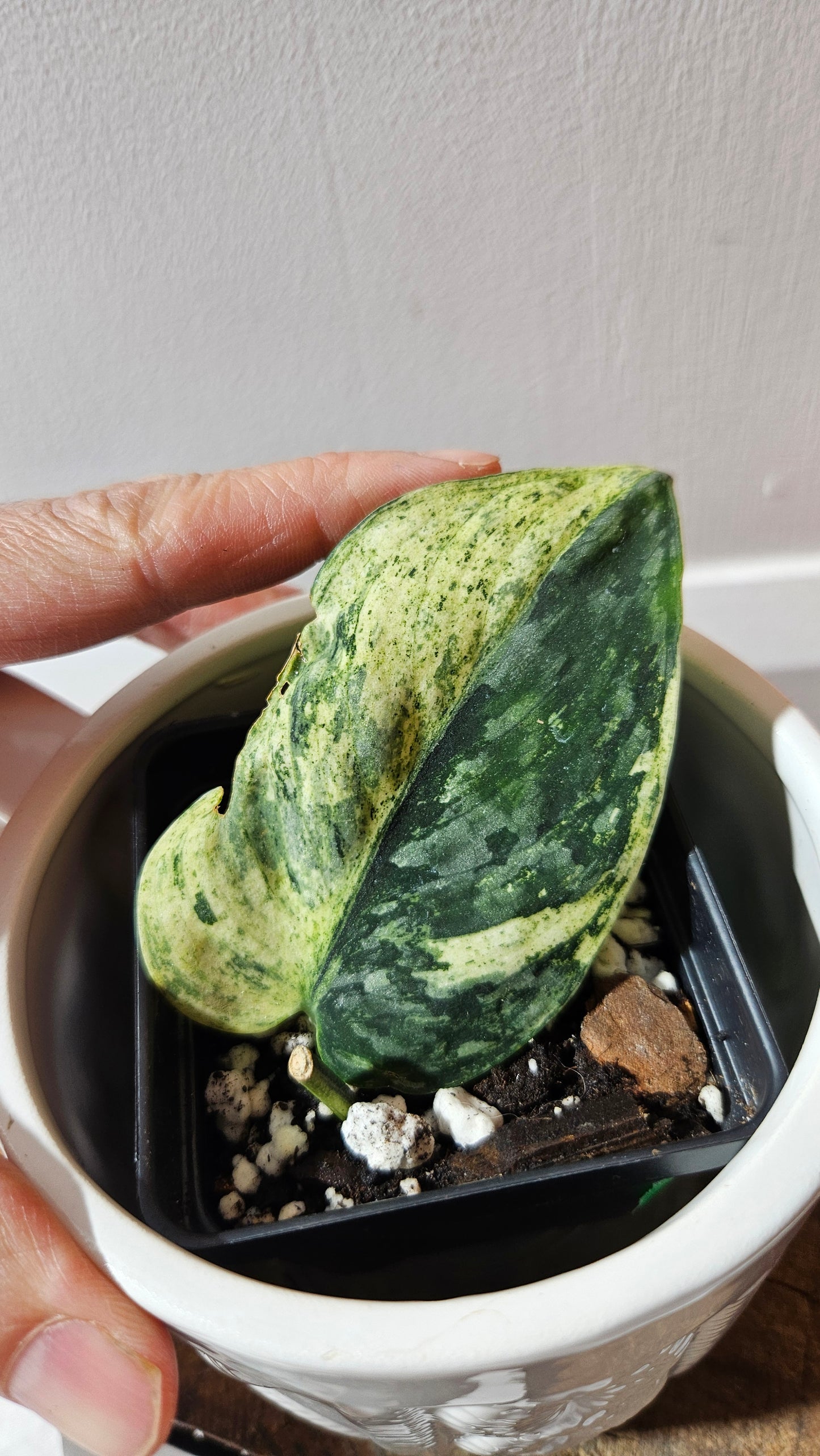 Scindapsus Silver Cloud mutation (SCI-1089)